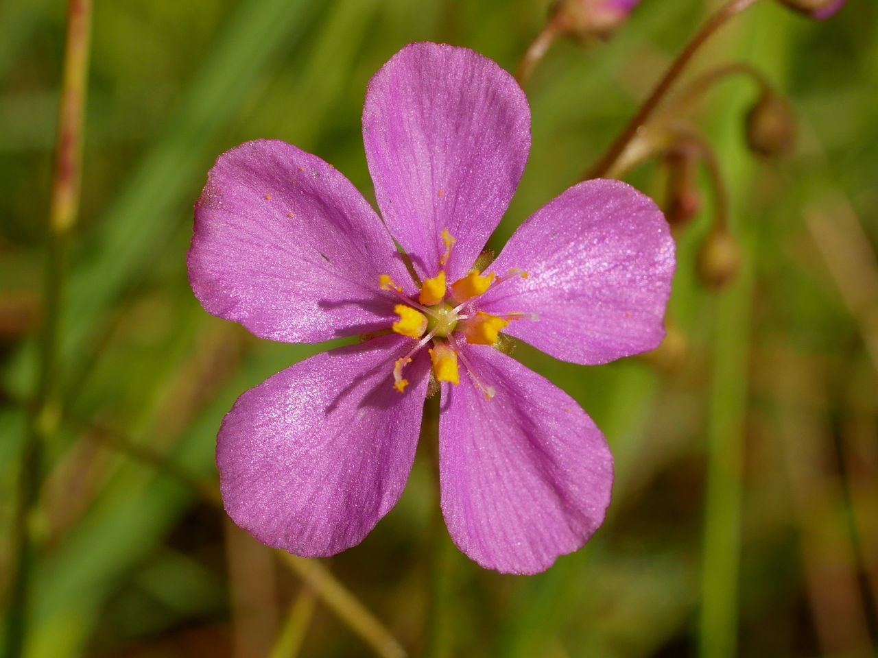 Drosera barrettiorum