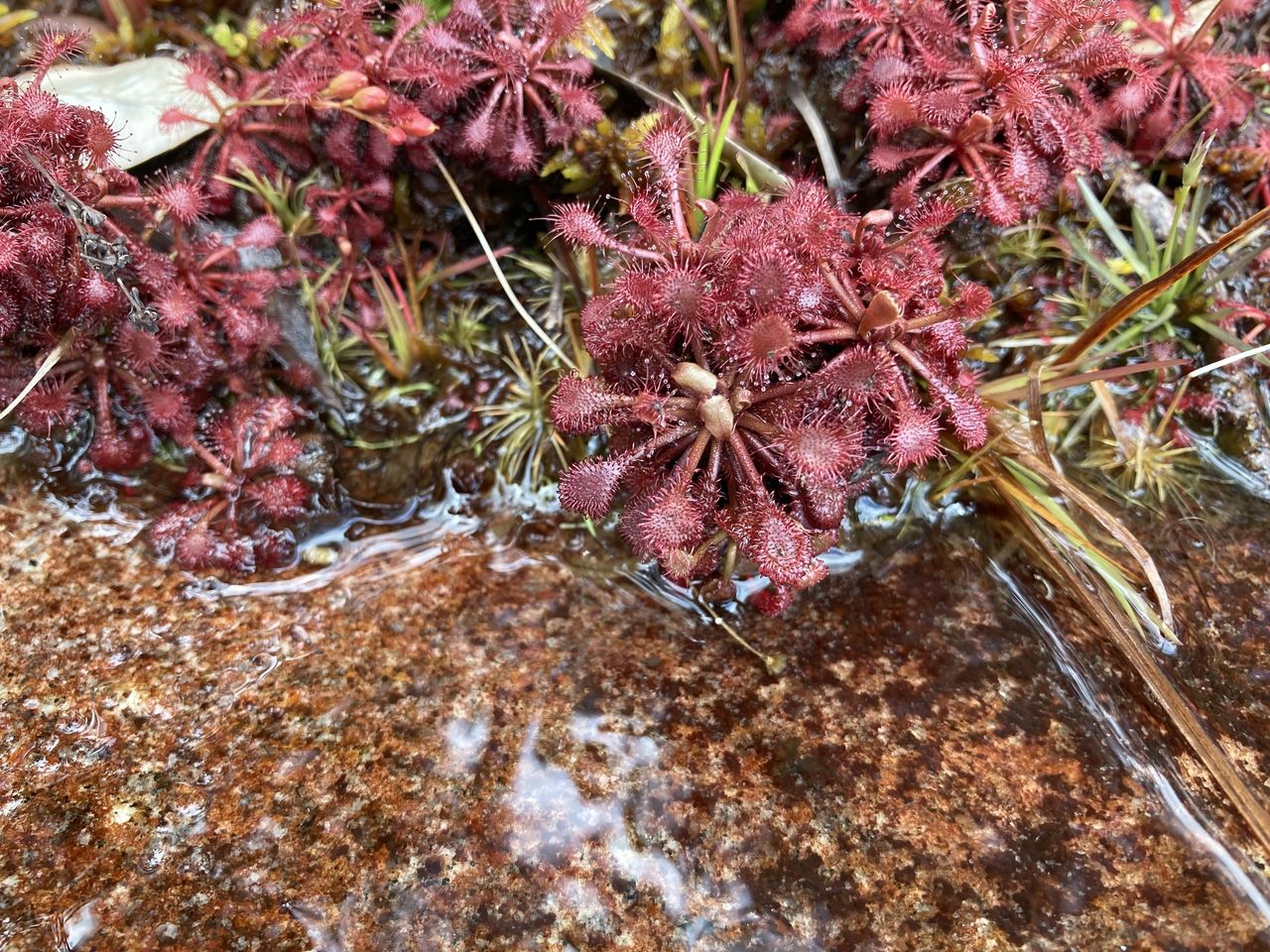 Drosera biflora