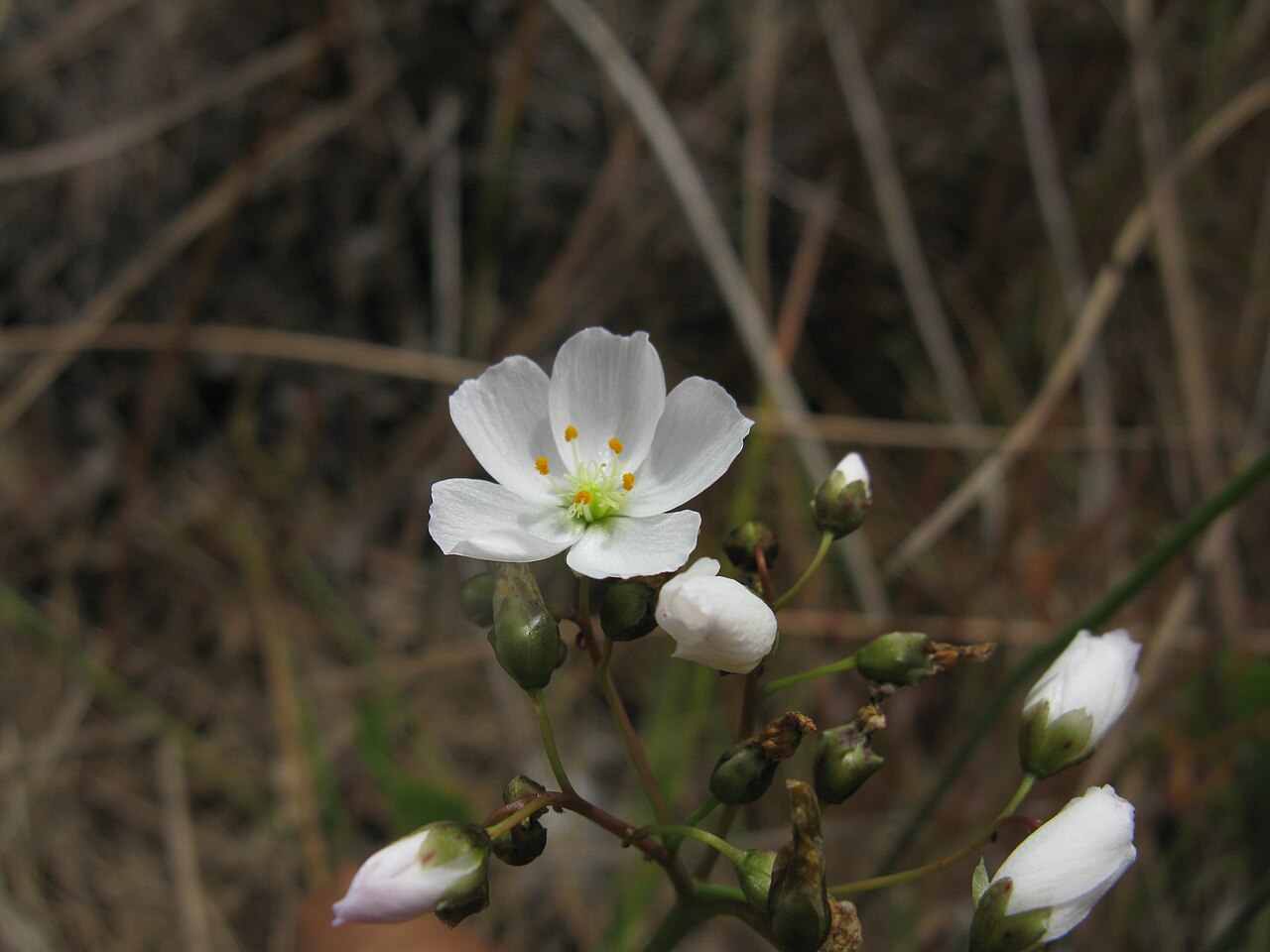 Drosera binata — la flor