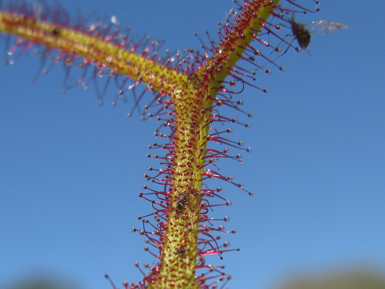 Drosera binata — la trampa de cerca