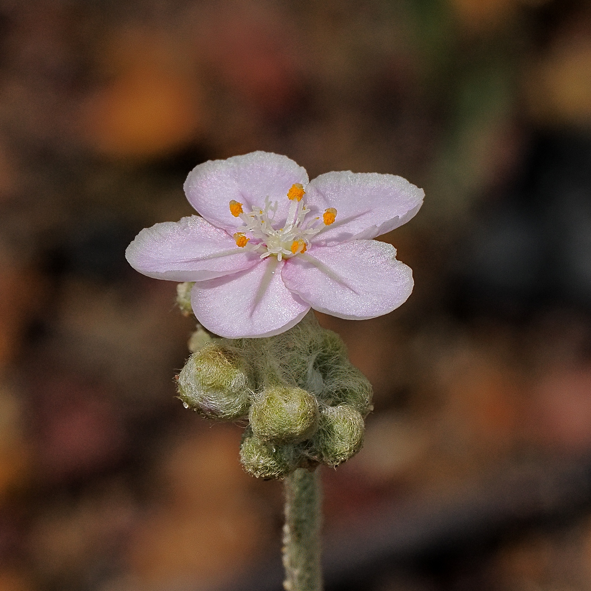 Drosera brevicornis — the flower