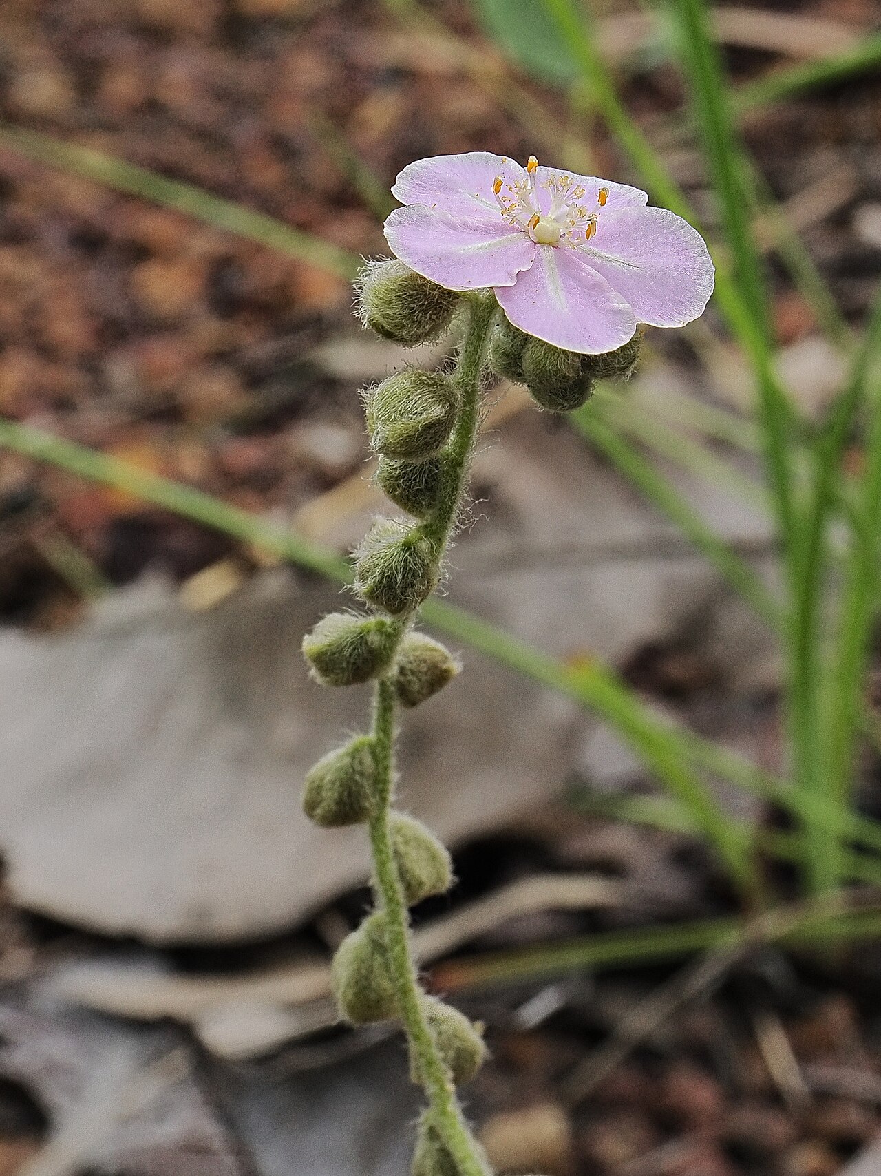 Drosera brevicornis