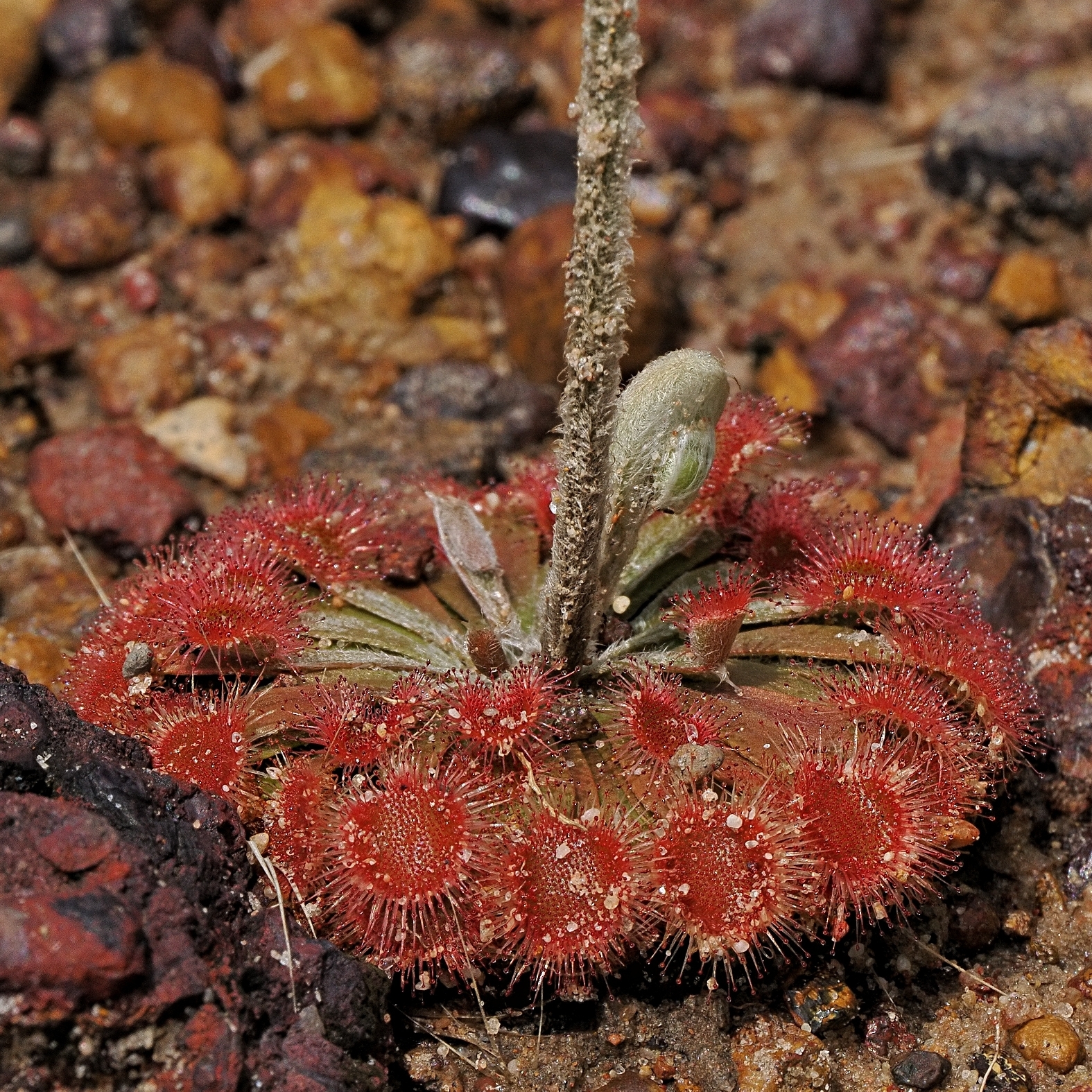 Drosera brevicornis — the habitat