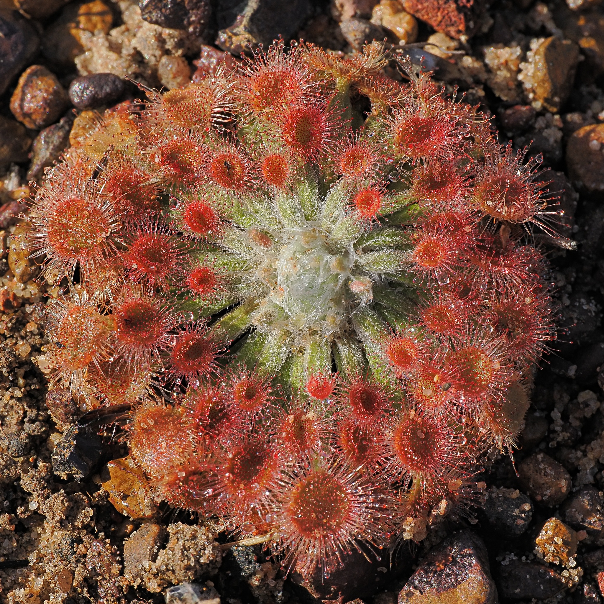 Drosera brevicornis — the trap in close-up