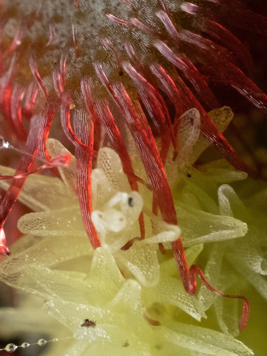 Drosera brevifolia