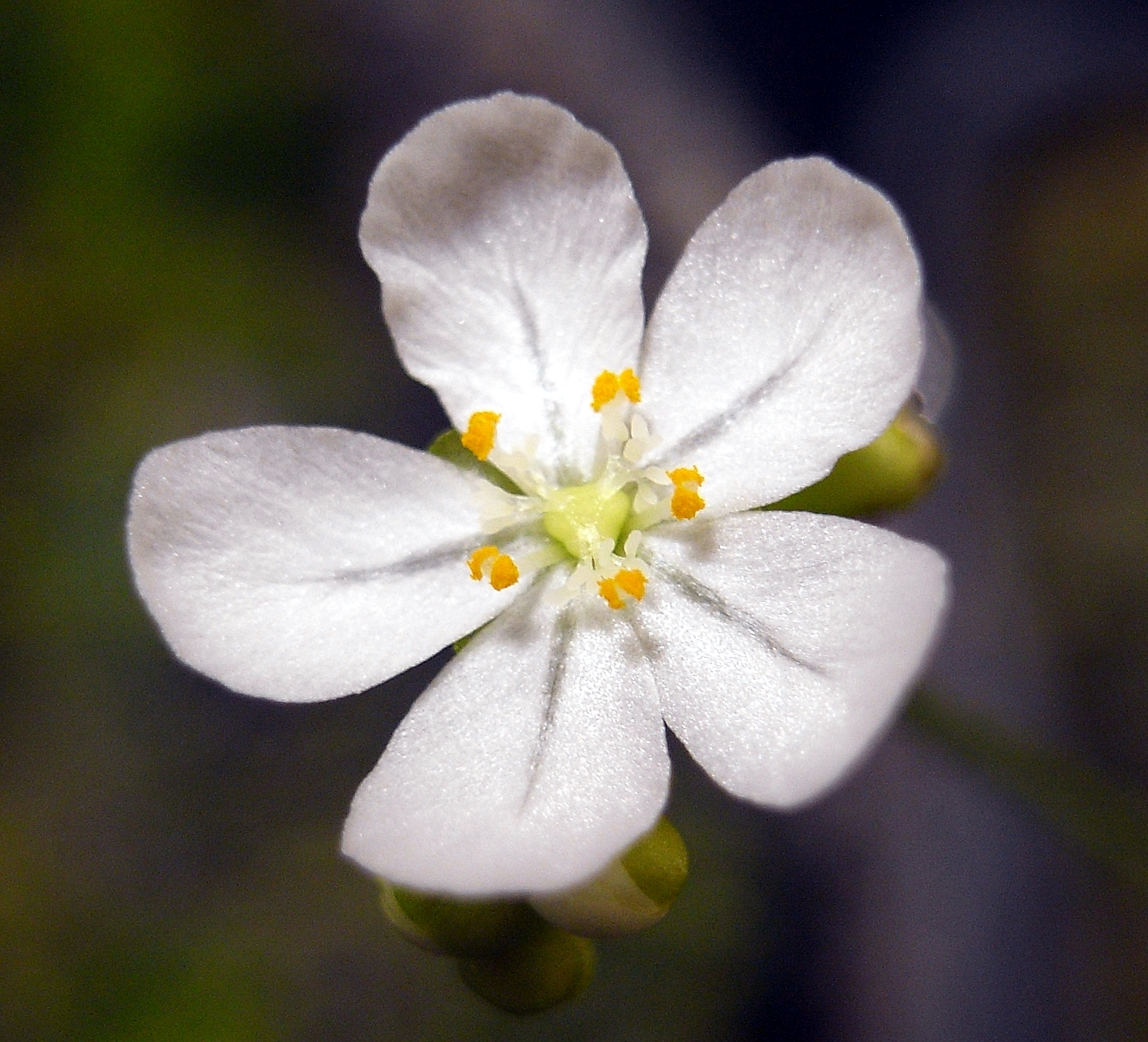 Drosera broomensis — de bloem