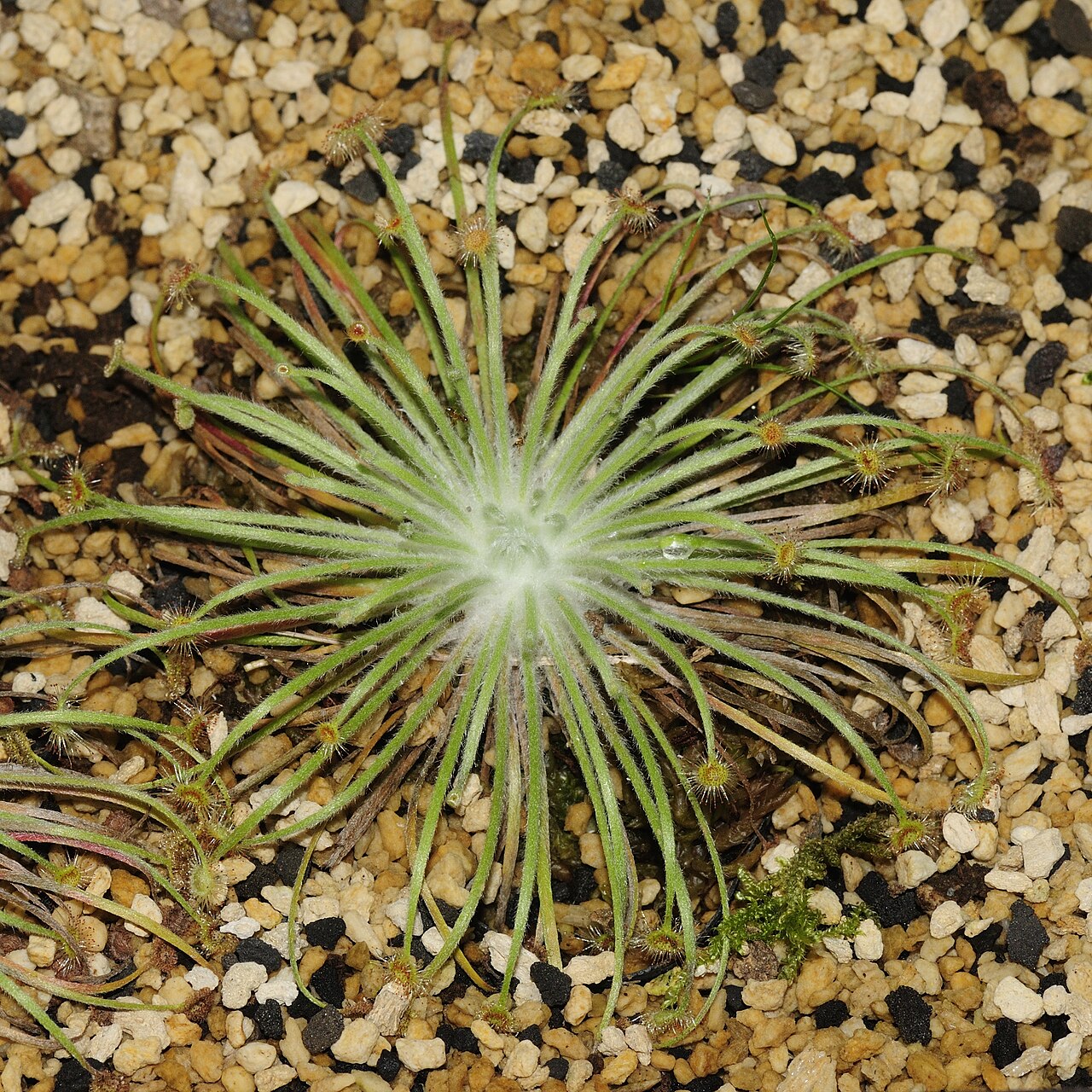 Drosera broomensis