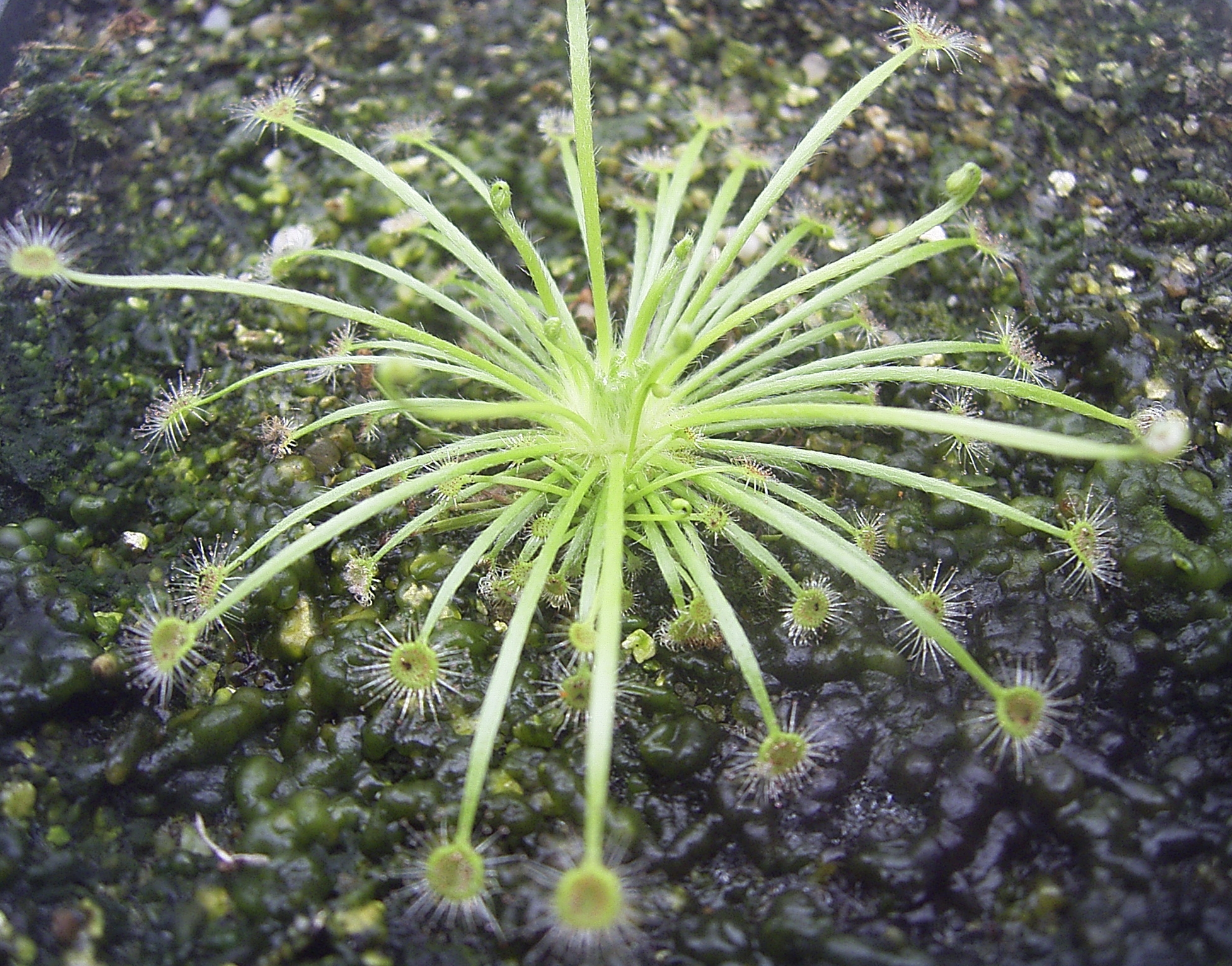 Drosera broomensis — de standplaats