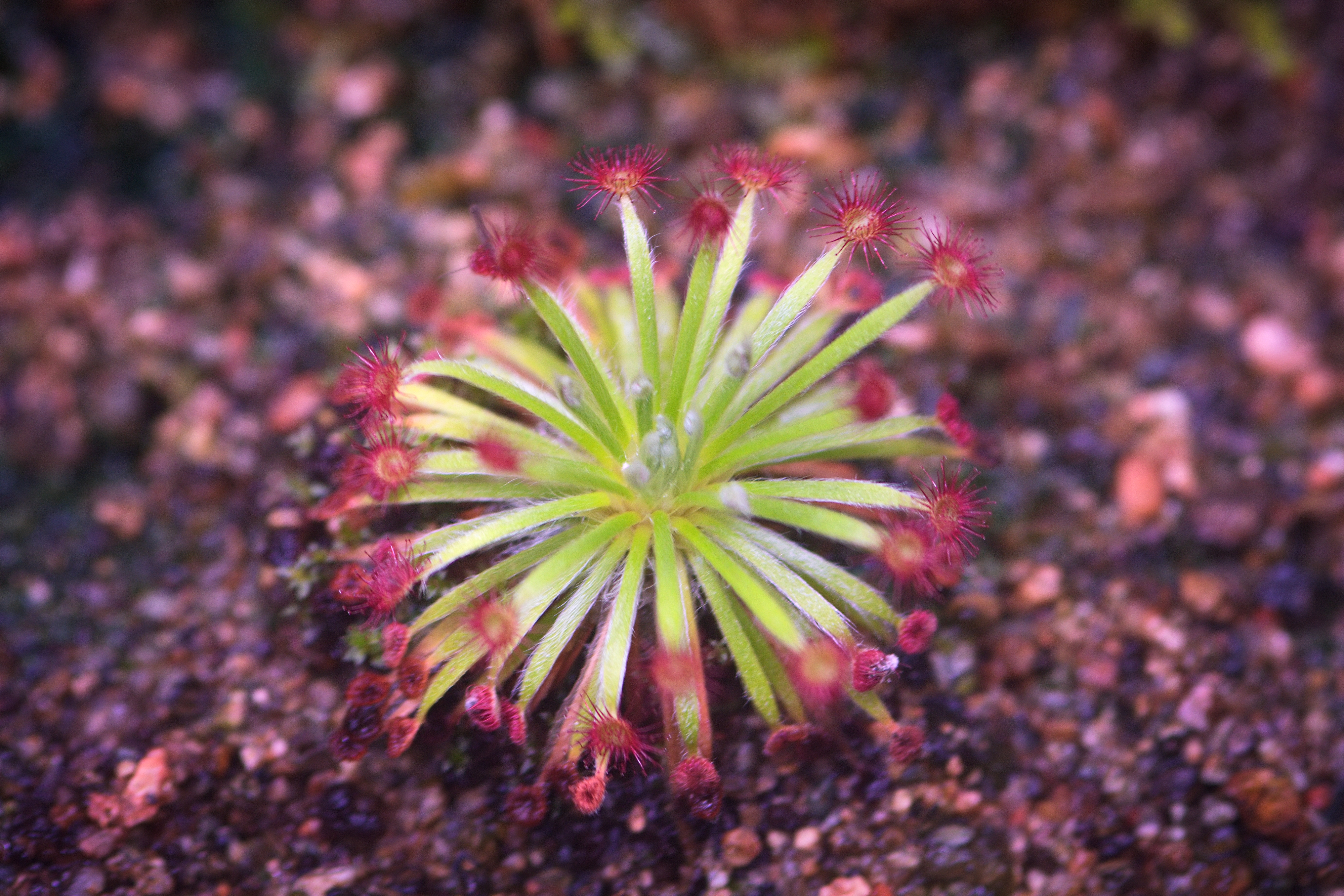 Drosera broomensis — de val van dichtbij