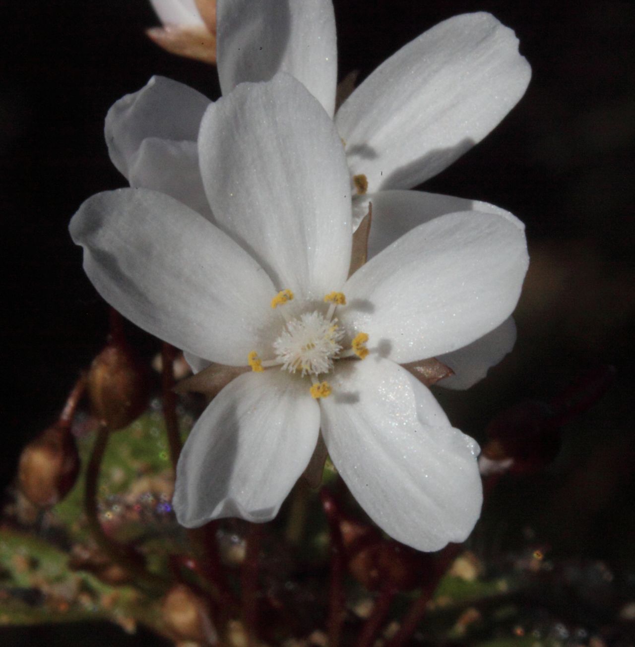 Drosera browniana