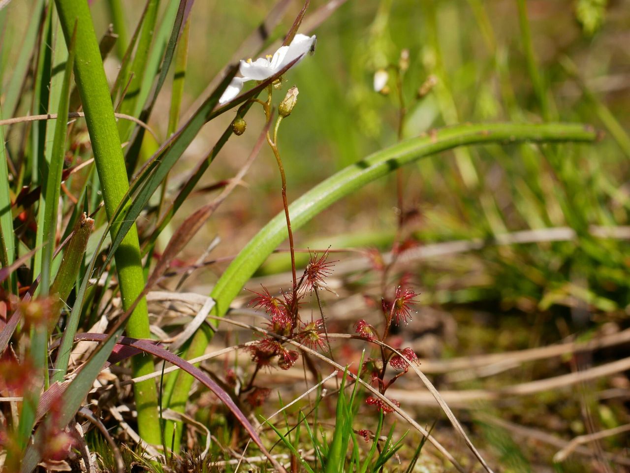 Drosera bulbigena