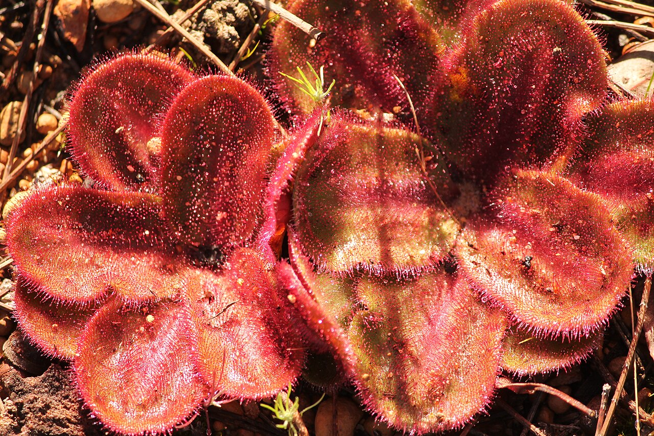 Drosera bulbosa