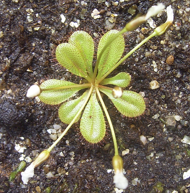 Drosera bulbosa — el hábitat