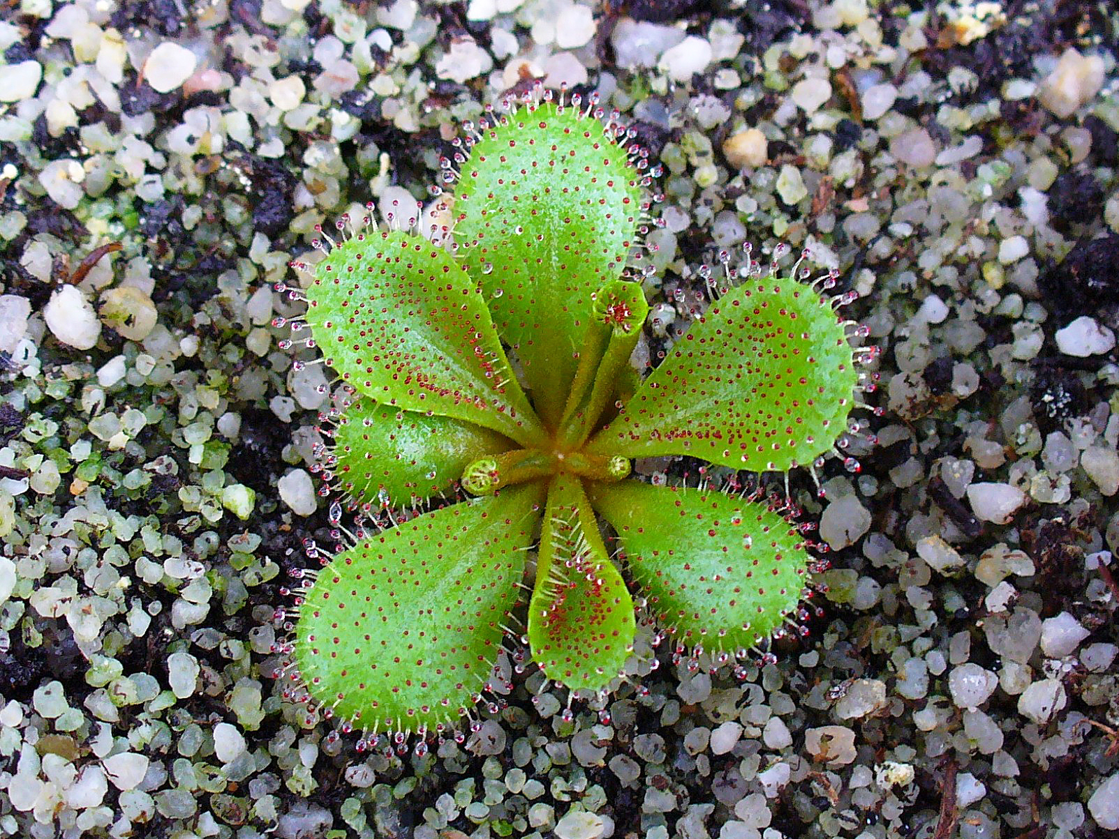 Drosera bulbosa — la trampa de cerca
