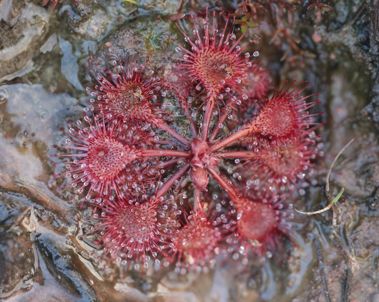 Drosera burkeana