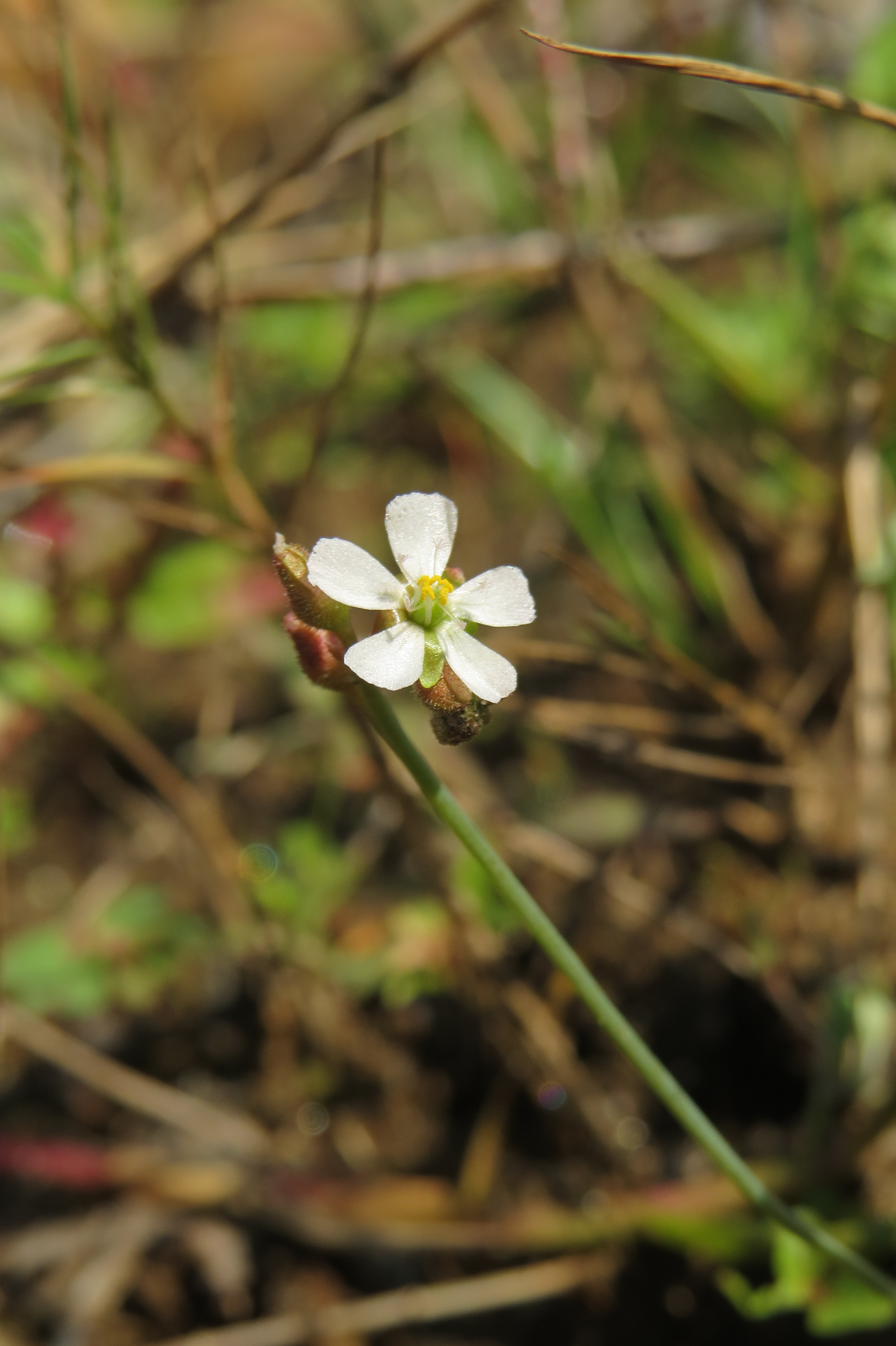 Drosera burmannii — la flor