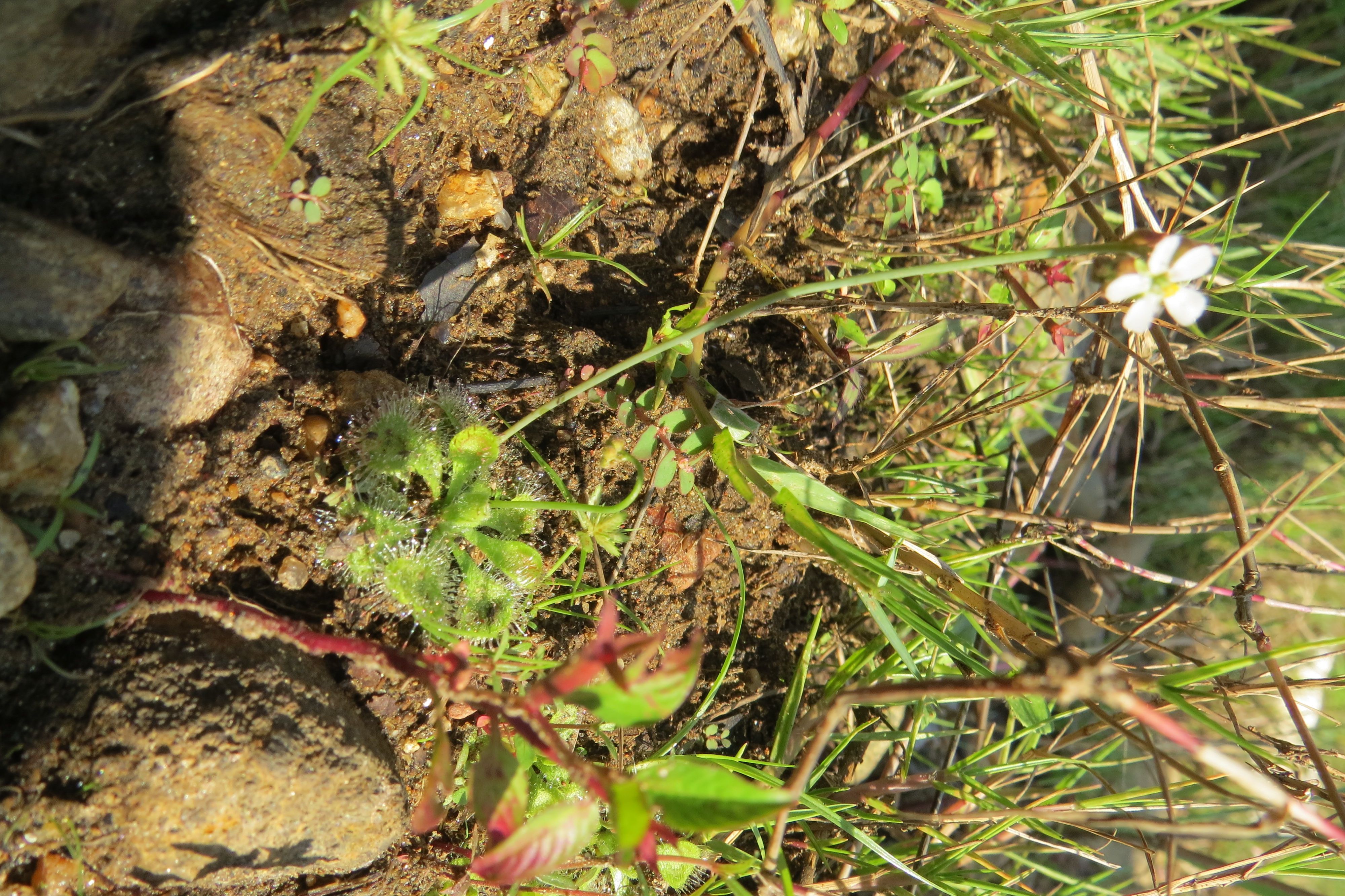 Drosera burmannii — el hábitat