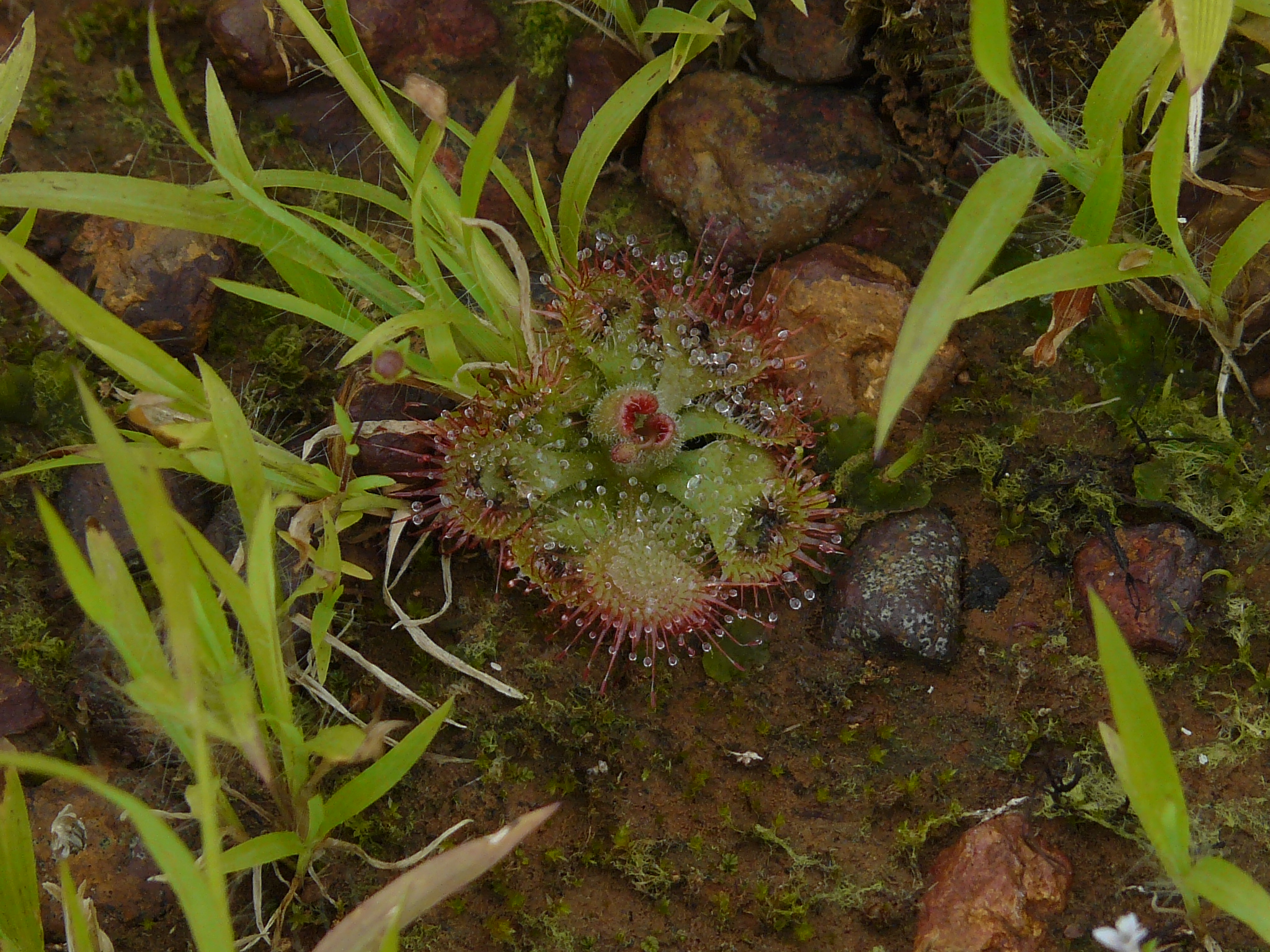Drosera burmannii — la trampa de cerca