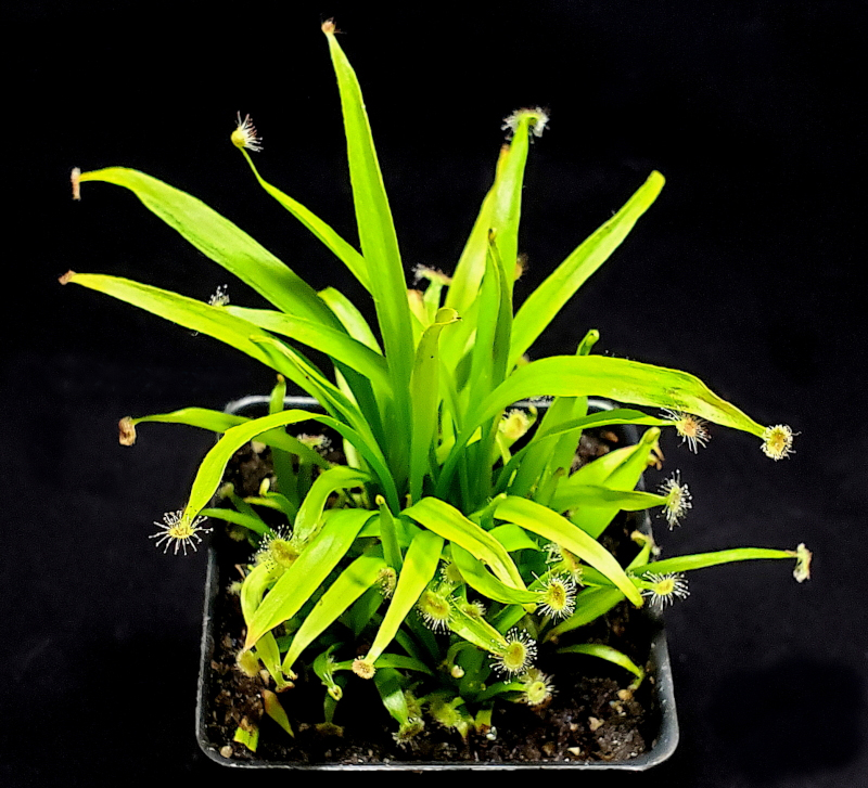 Drosera caduca