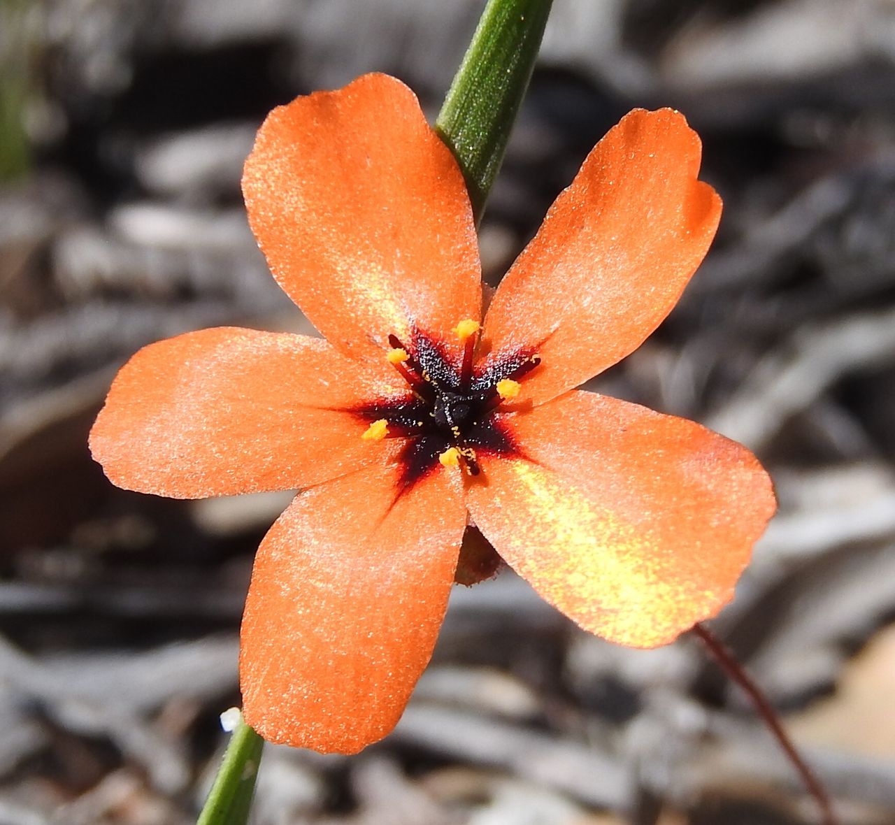 Drosera callistos — de bloem