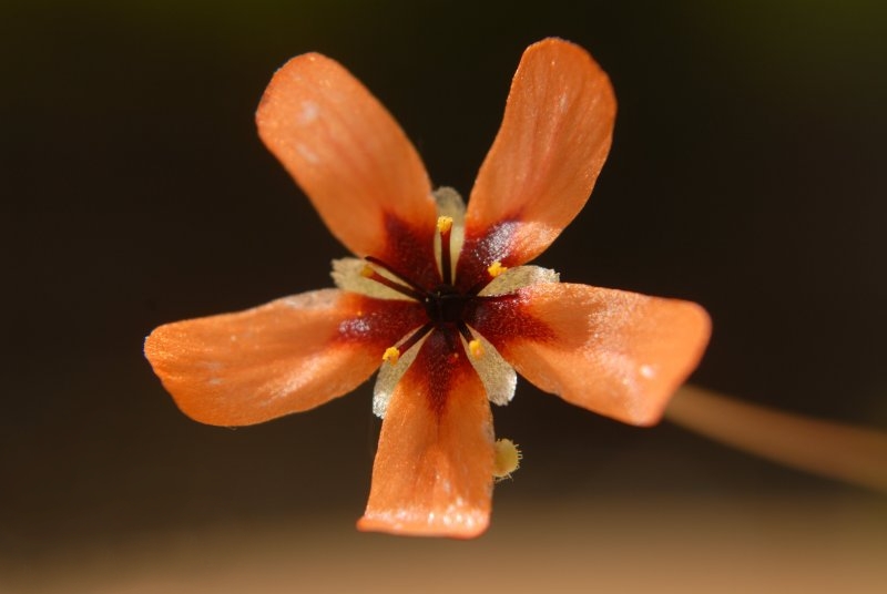 Drosera callistos