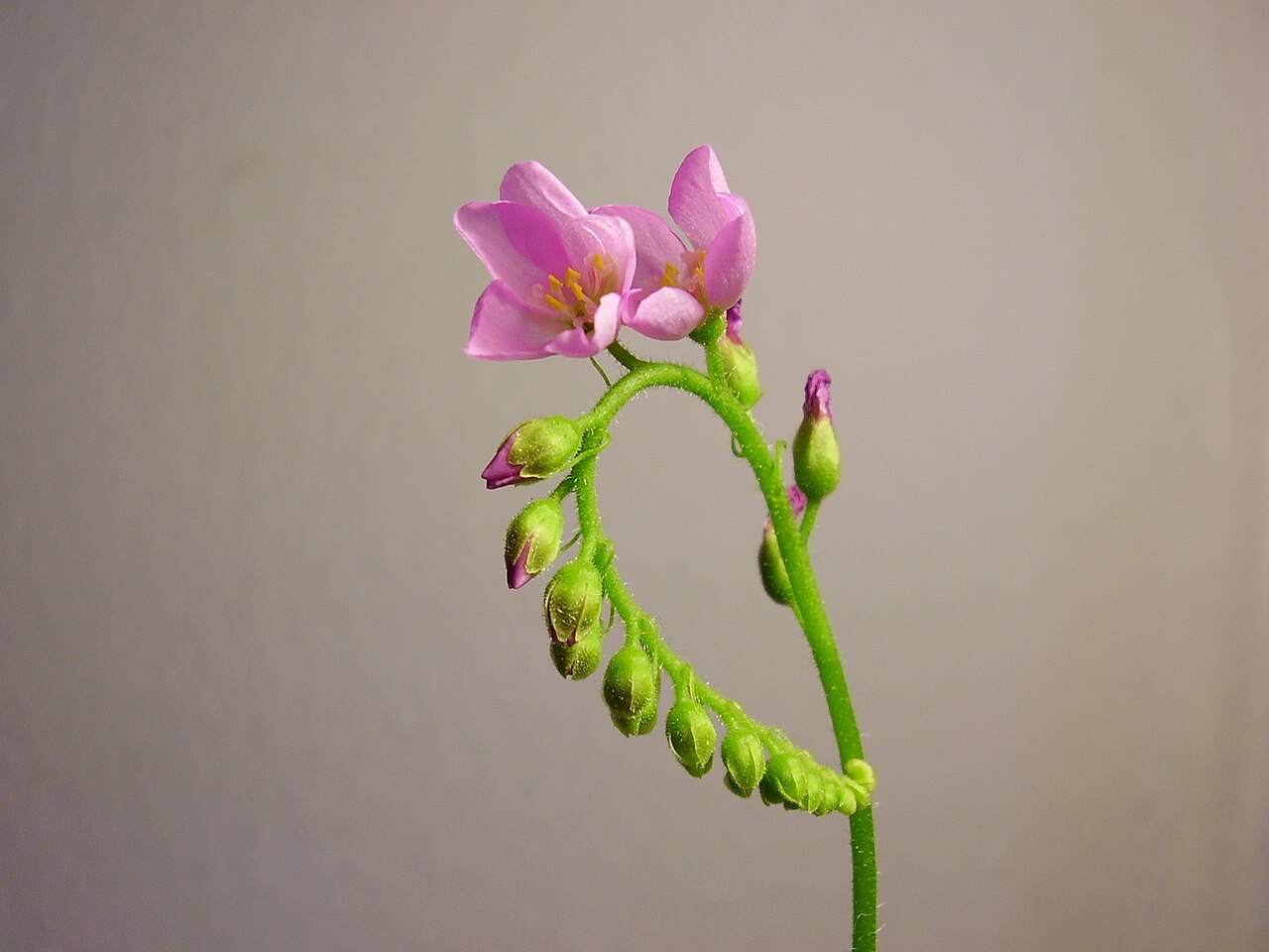 Drosera capensis — de bloem