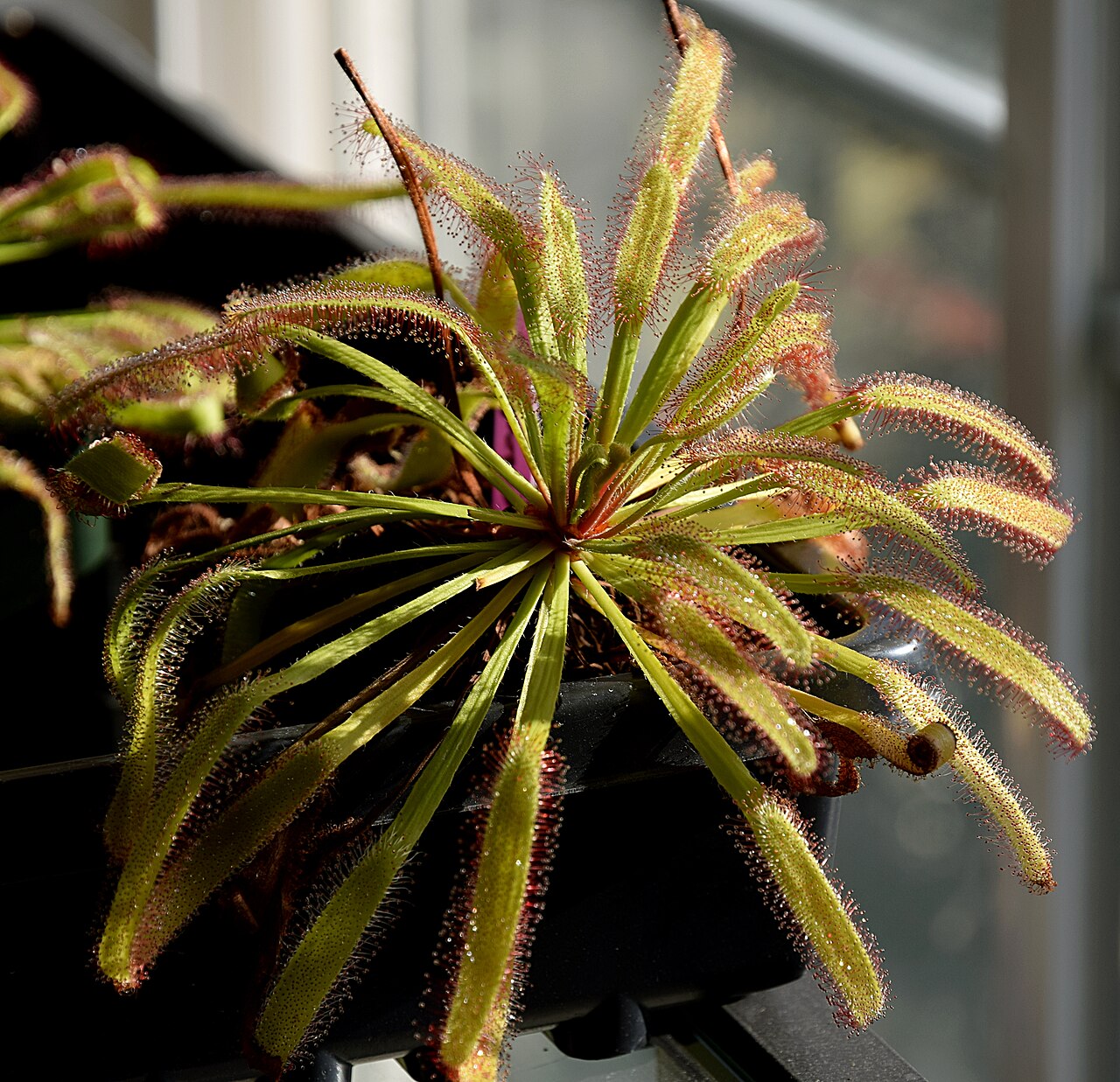 Drosera capensis