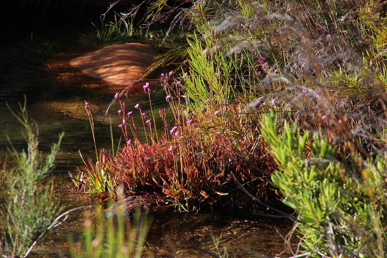 Drosera capensis — de standplaats
