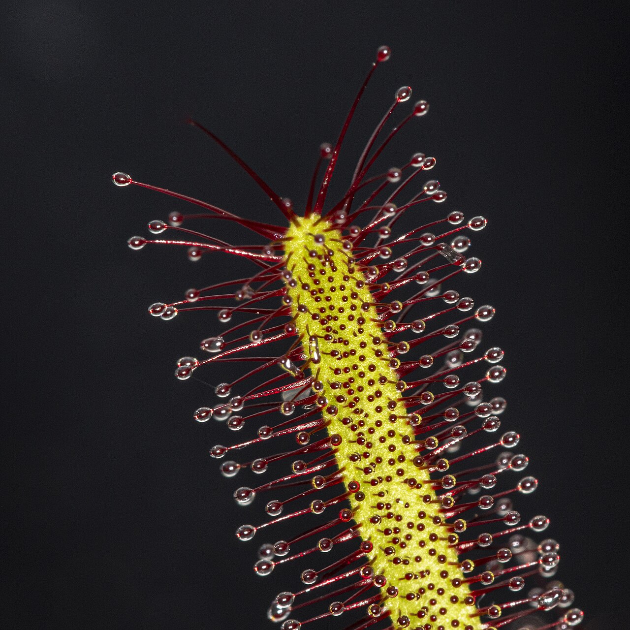 Drosera capensis — de val van dichtbij