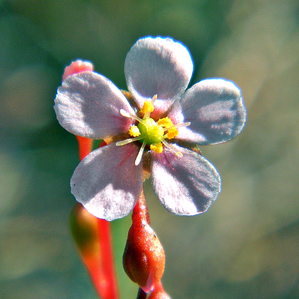 Drosera capillaris — de bloem