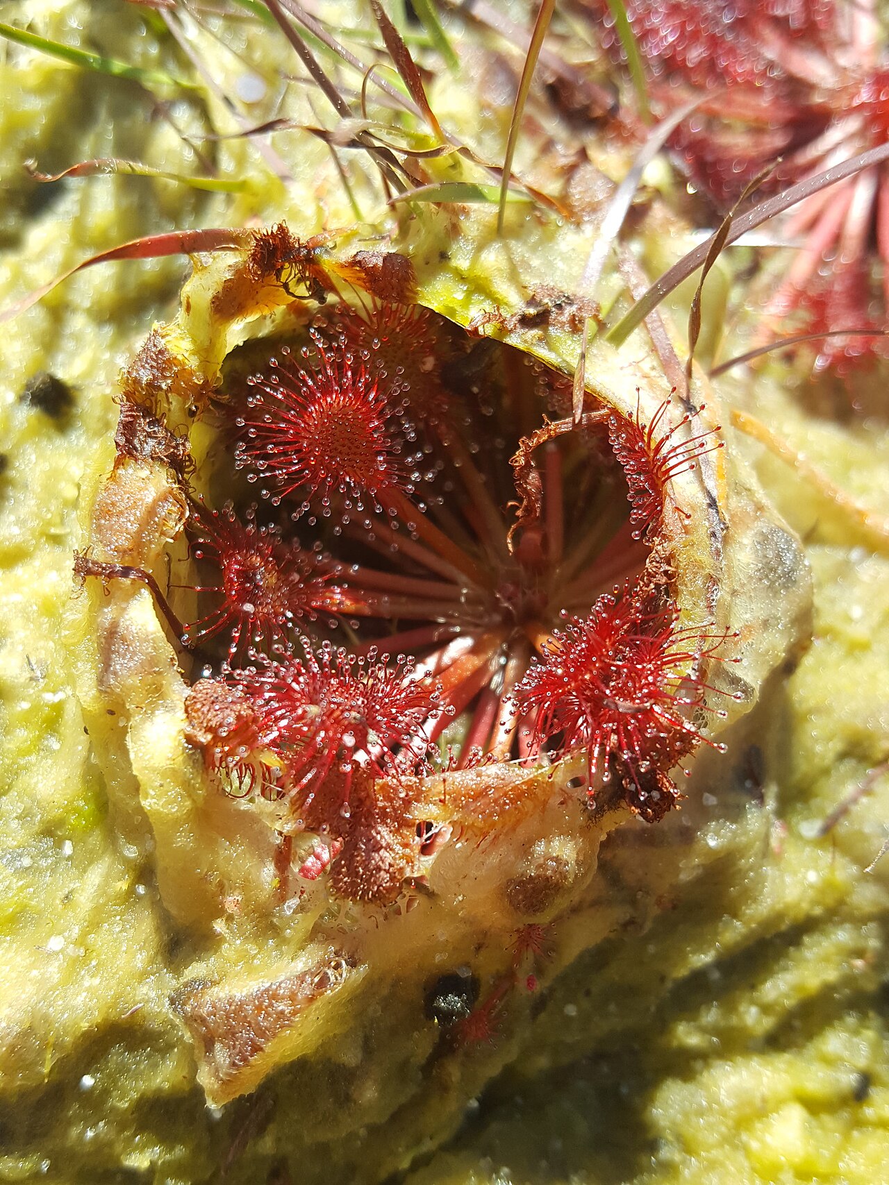 Drosera capillaris