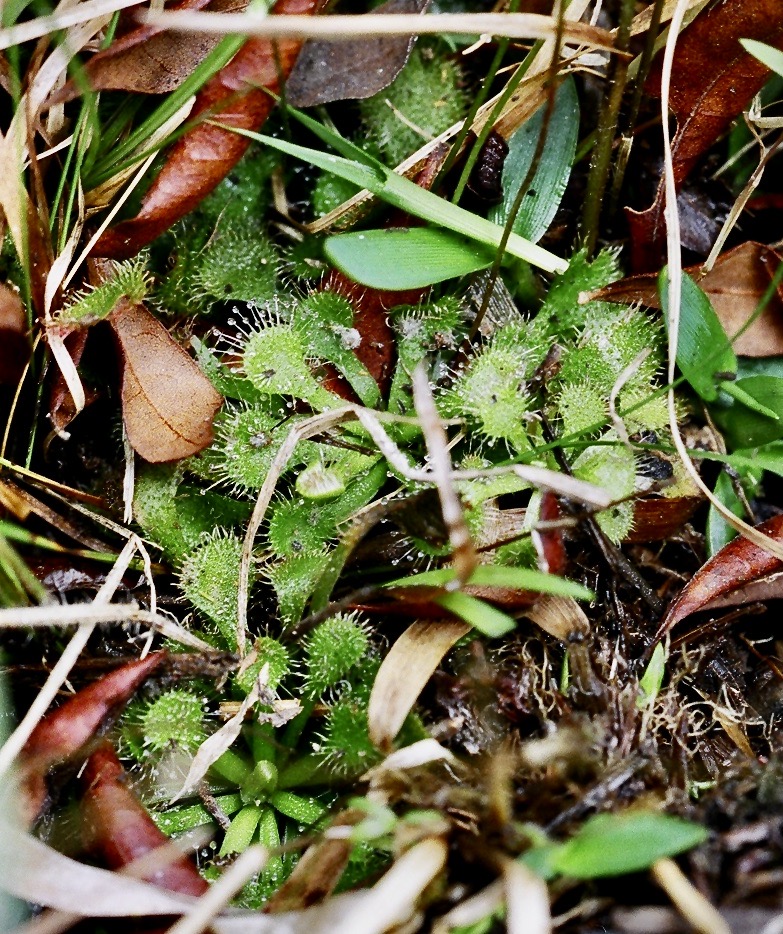 Drosera capillaris — de standplaats