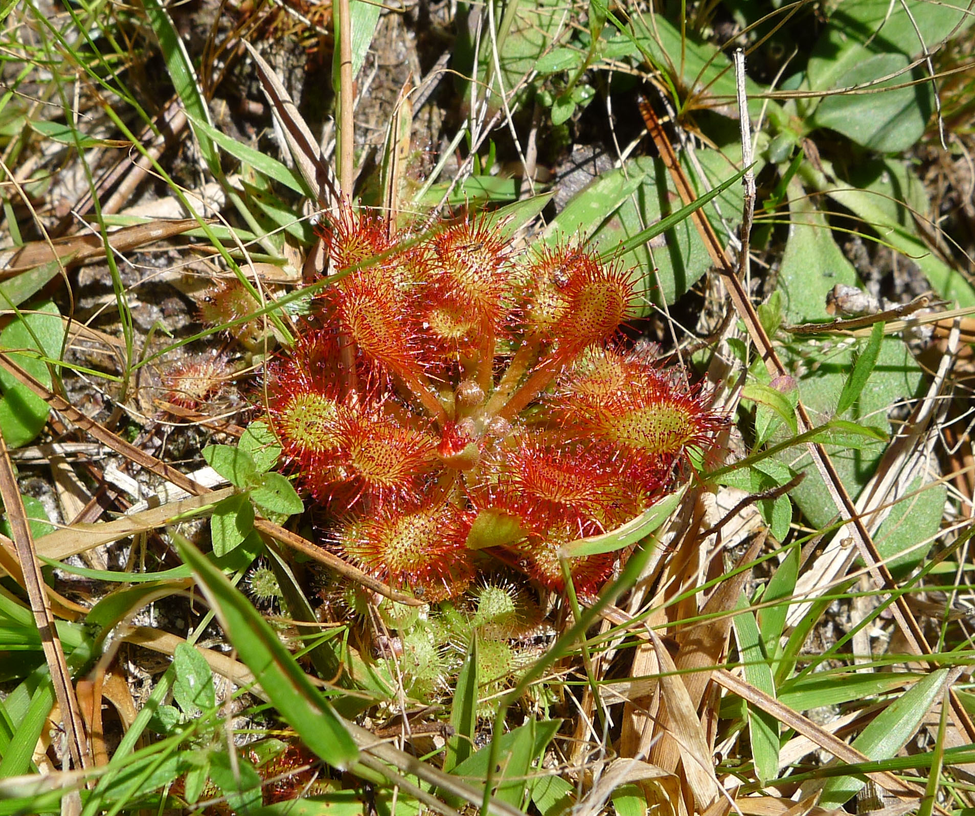 Drosera capillaris — de val van dichtbij