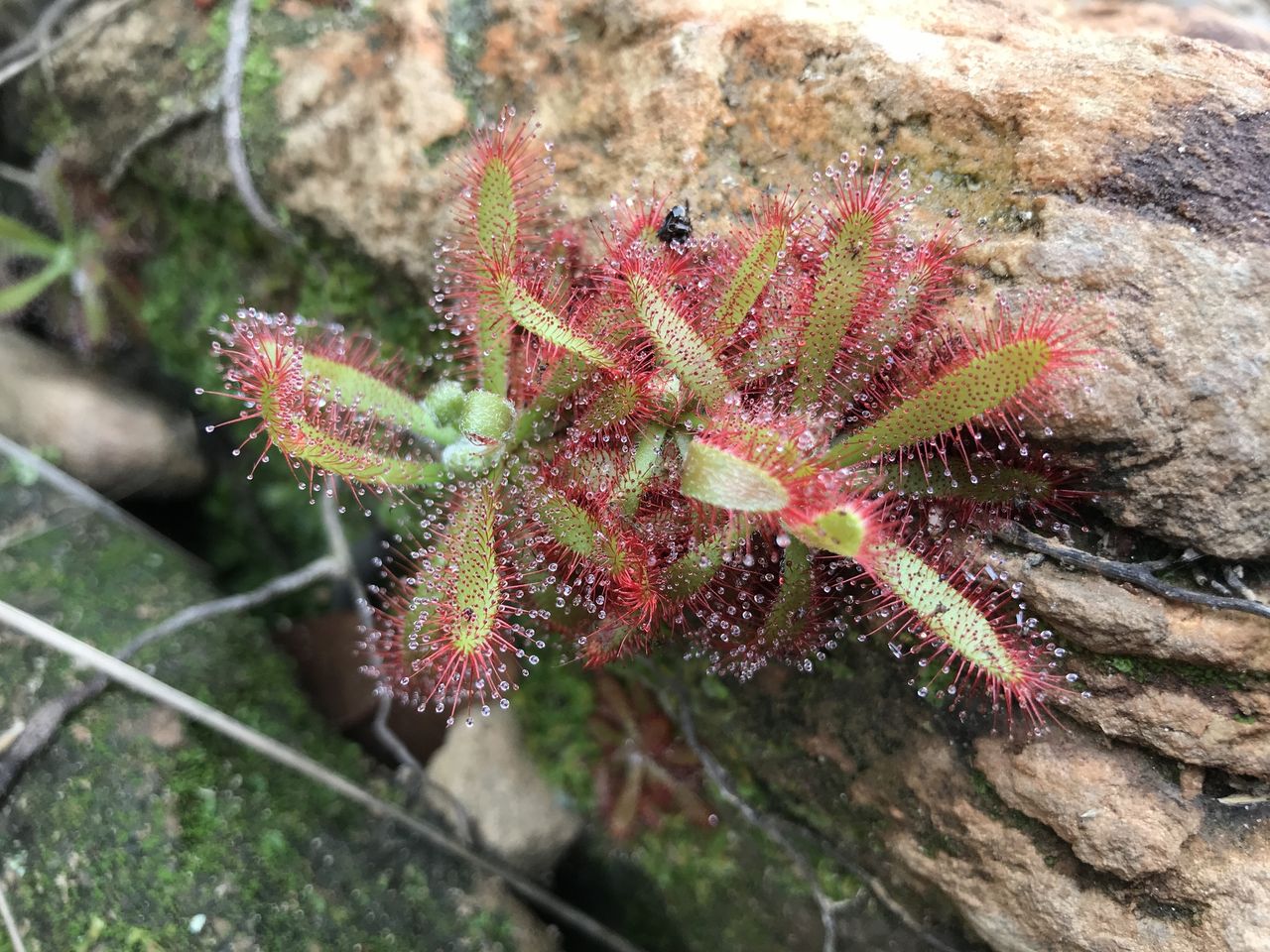 Drosera chimaera