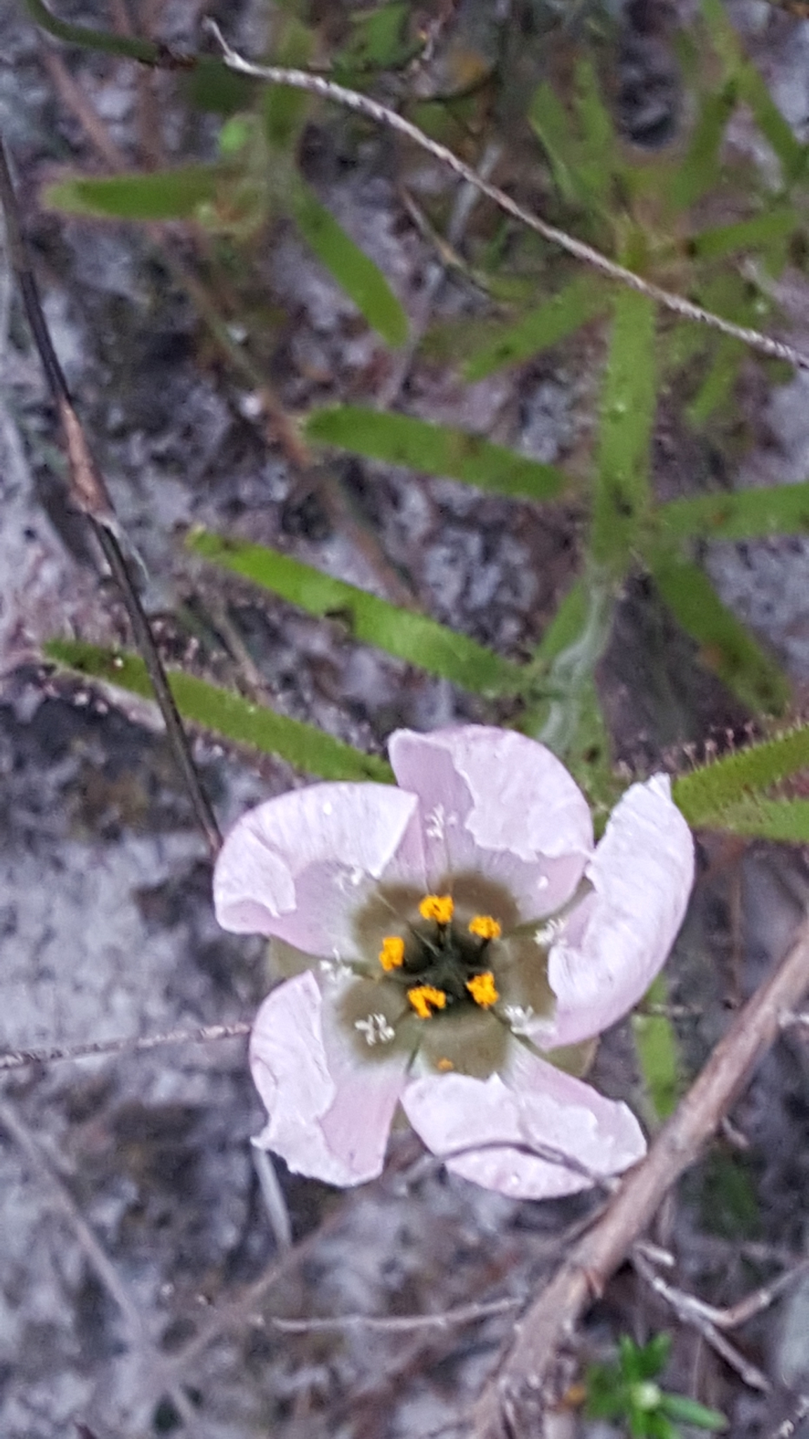 Drosera cistiflora — la flor