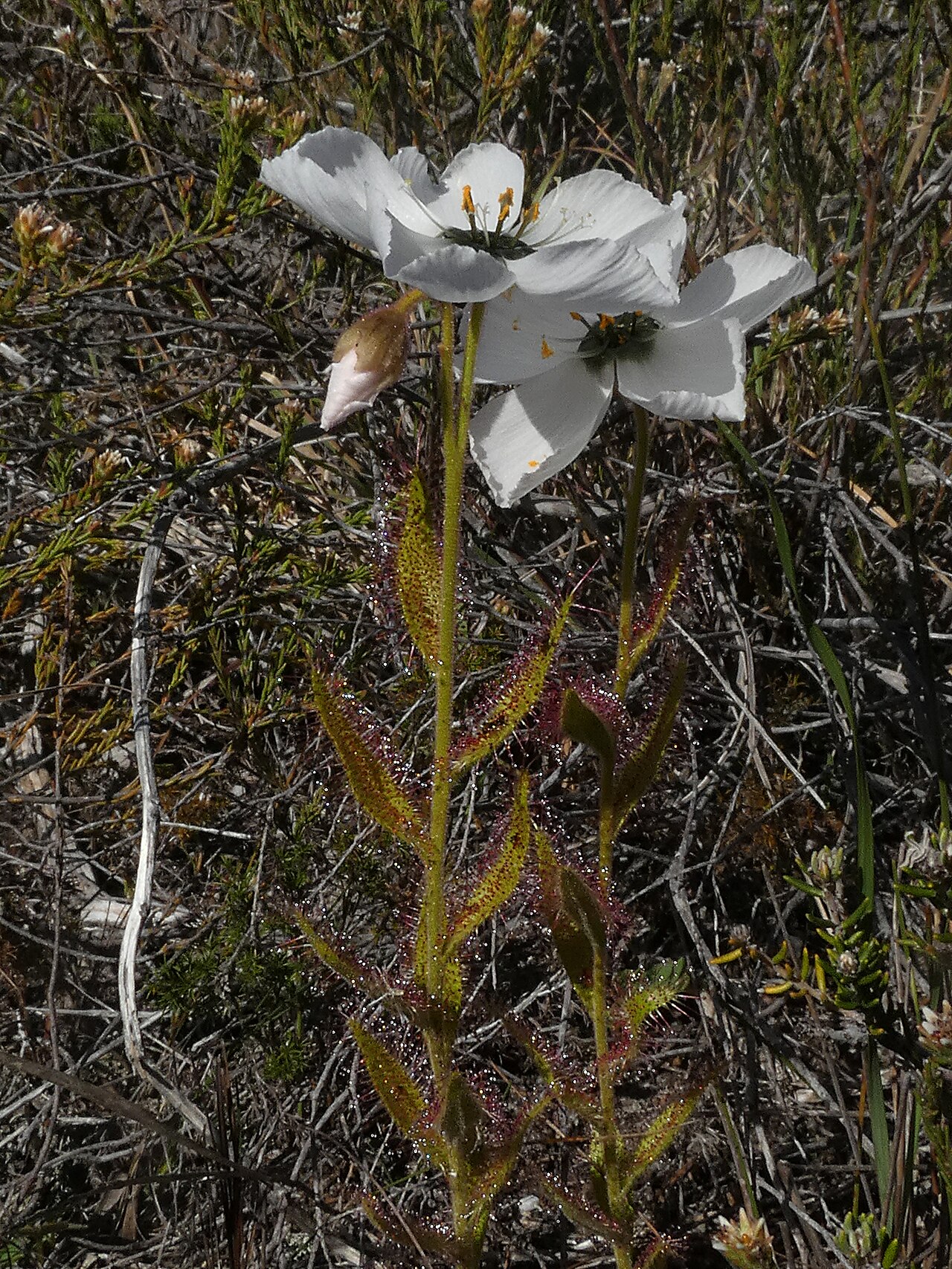 Drosera cistiflora