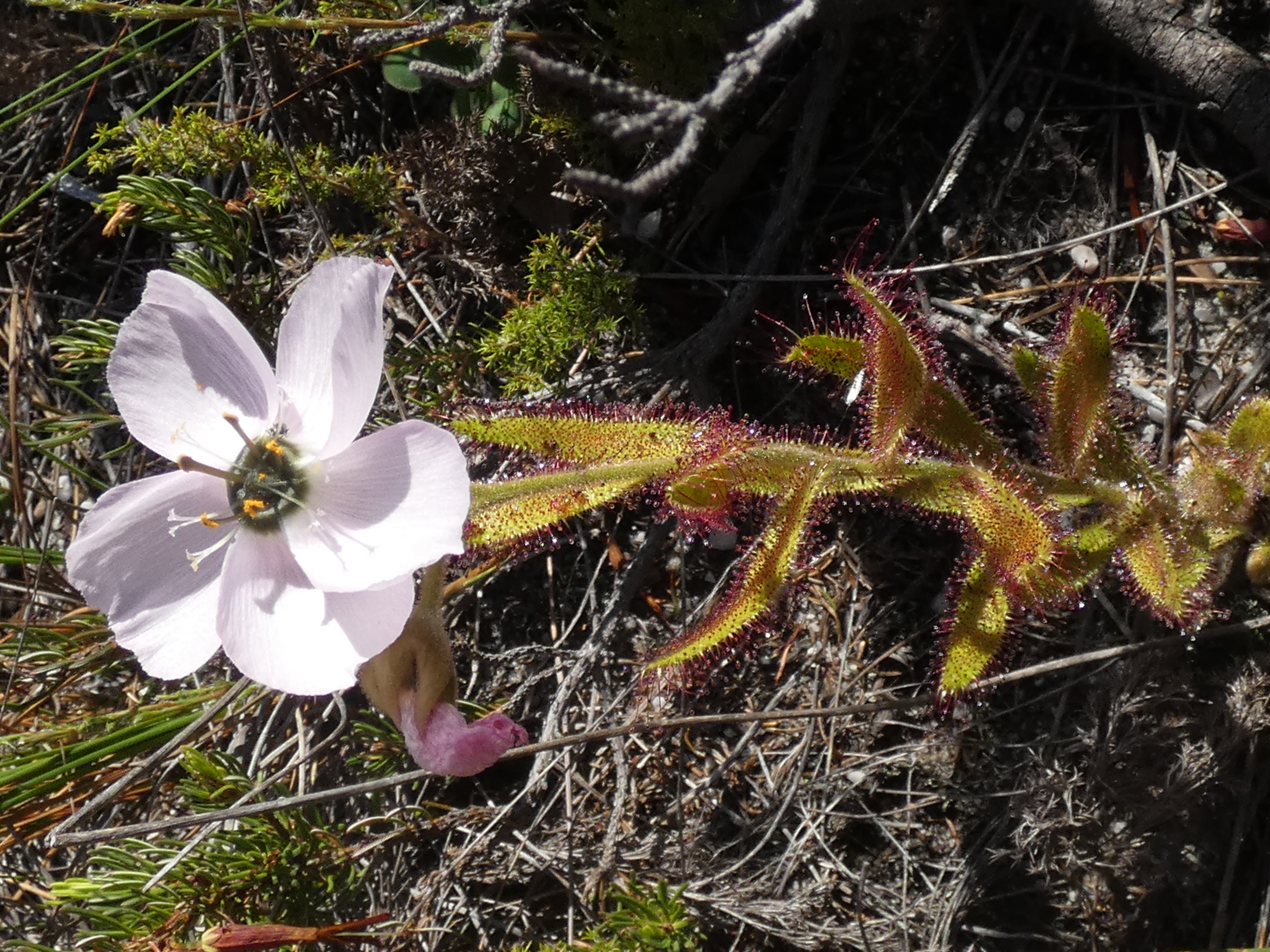 Drosera cistiflora — el hábitat