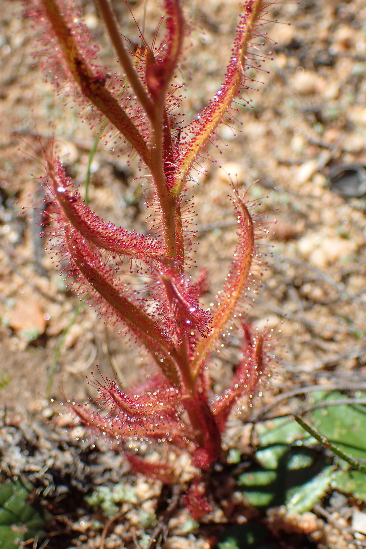 Drosera cistiflora — la trampa de cerca
