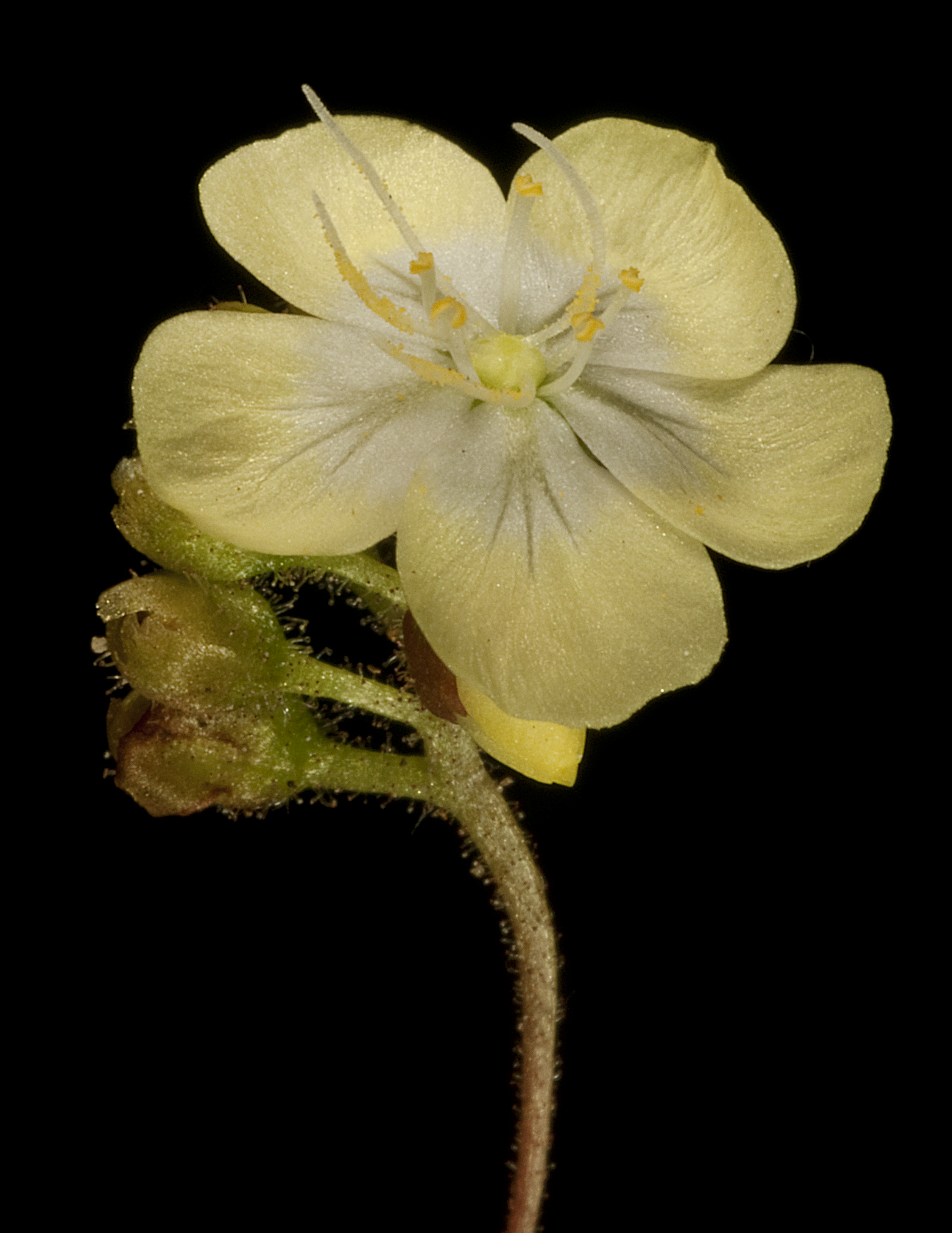 Drosera citrina — de bloem