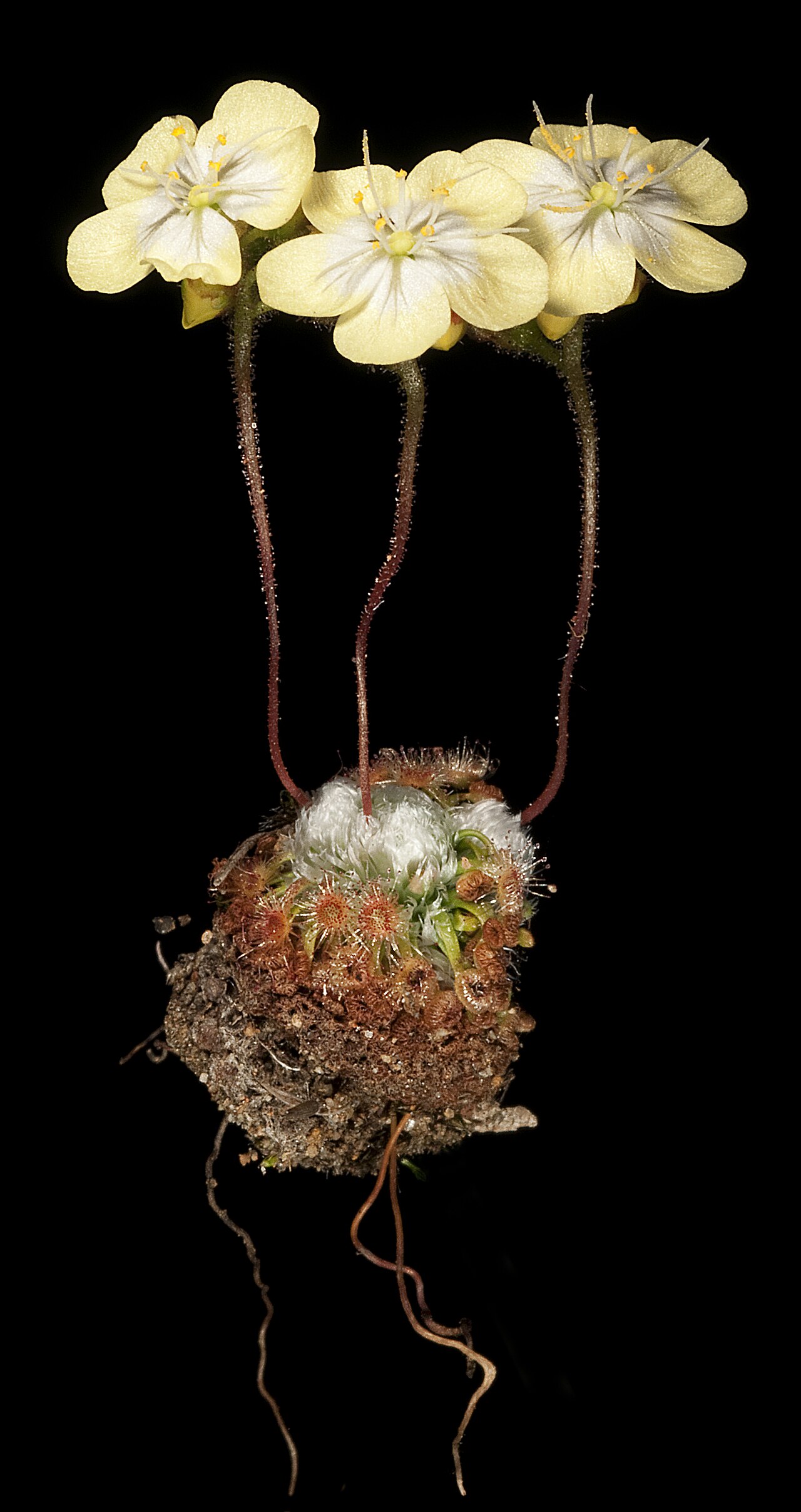 Drosera citrina