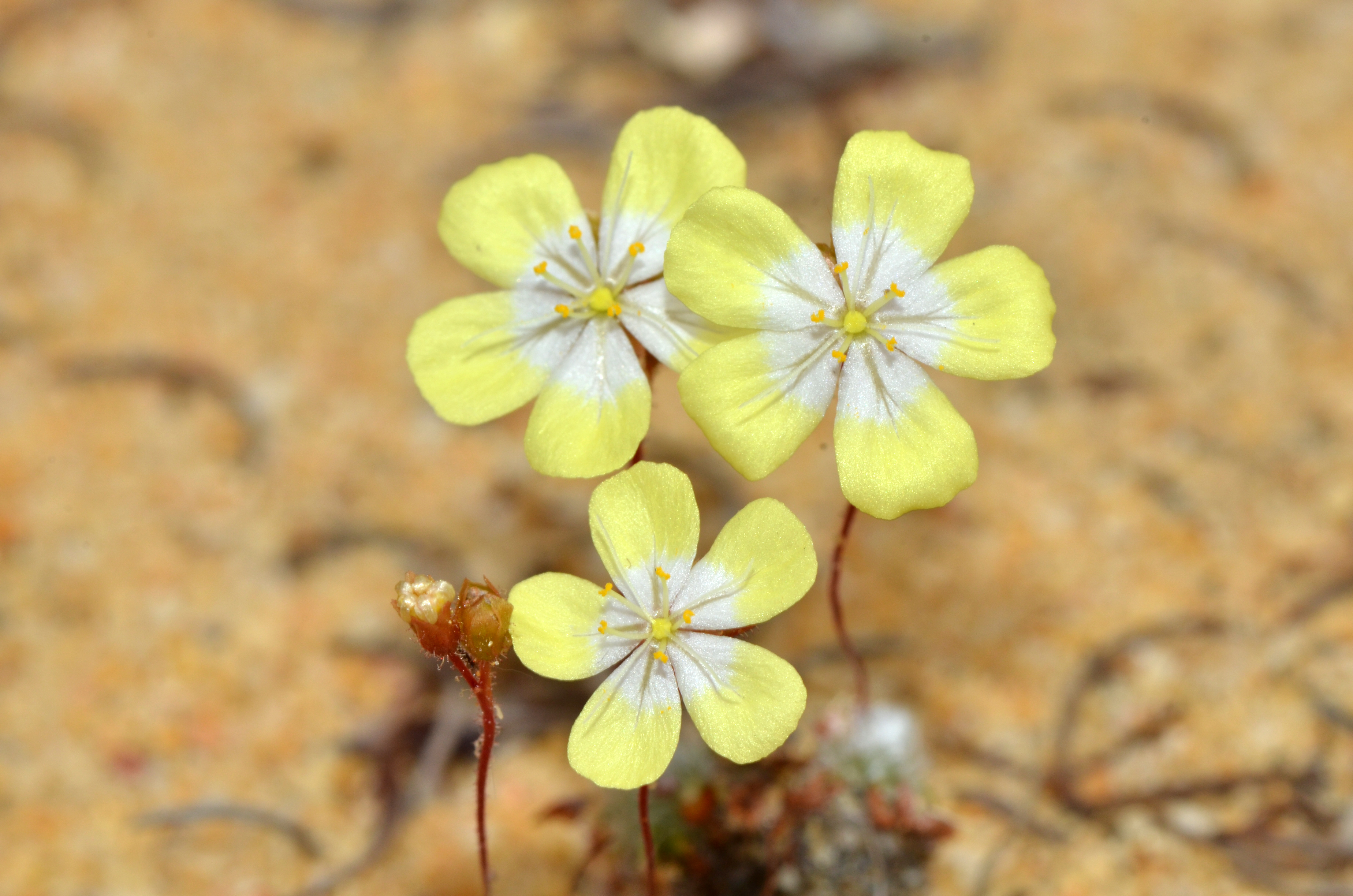 Drosera citrina — de standplaats