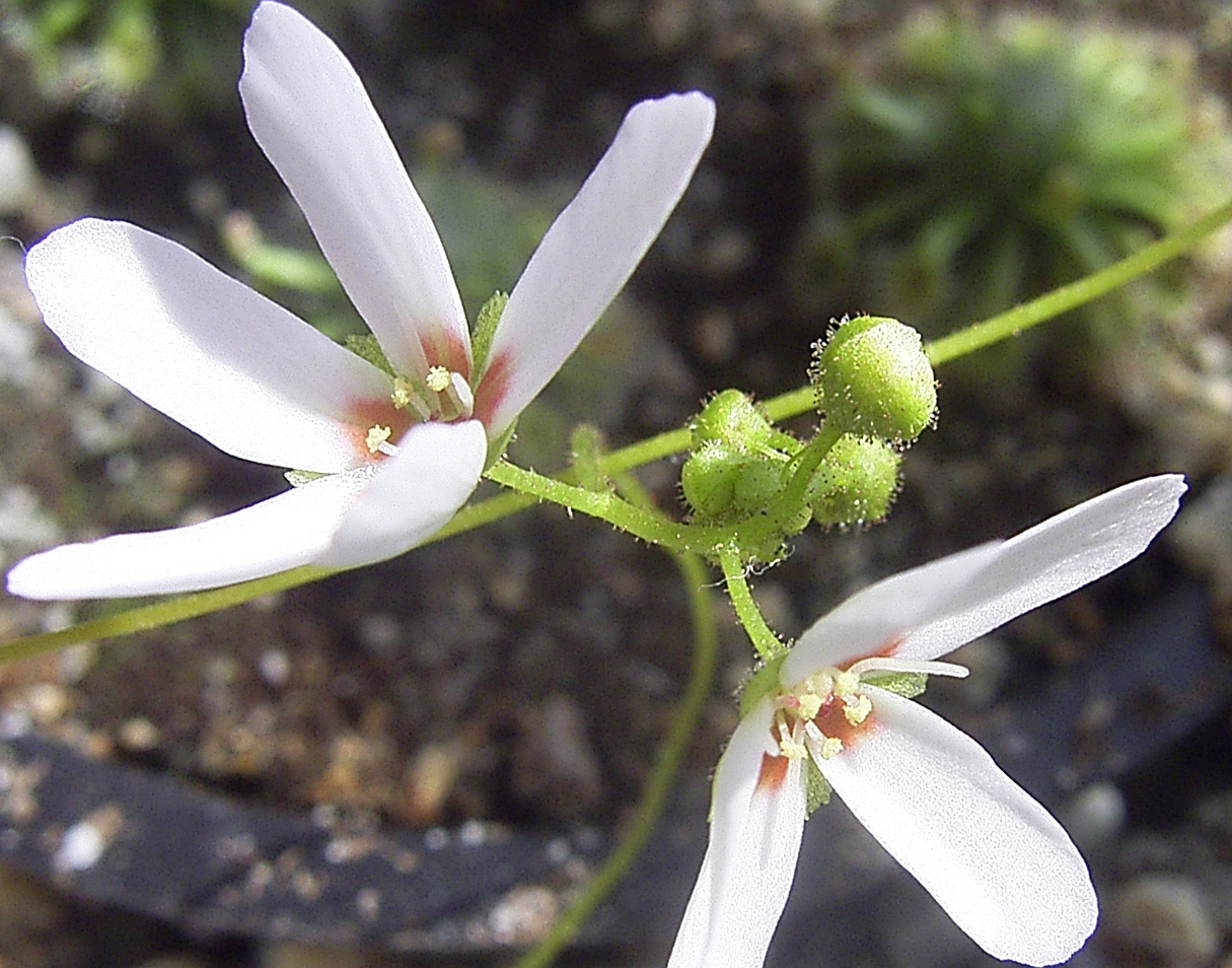 Drosera closterostigma — de bloem