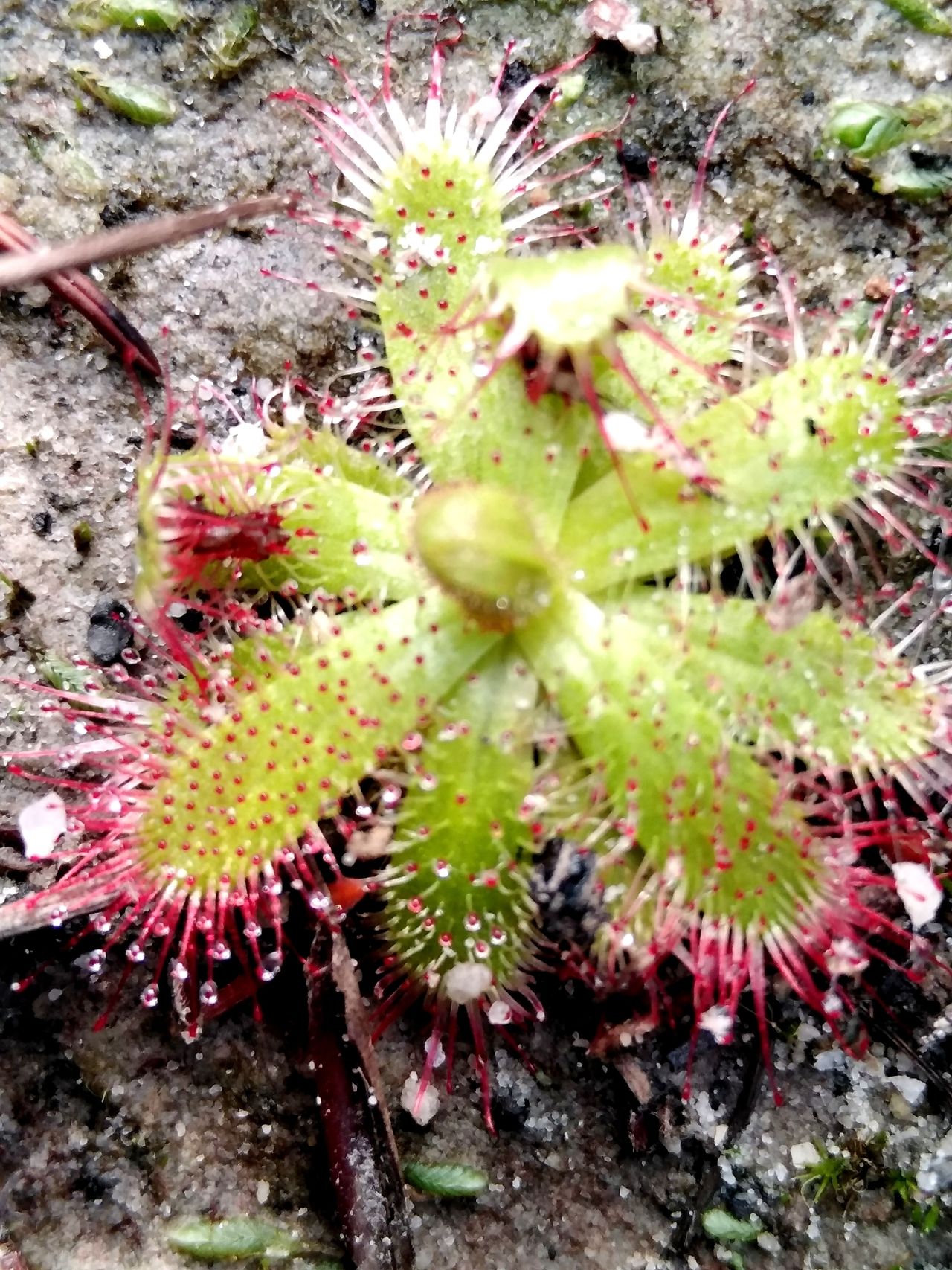 Drosera coccipetala