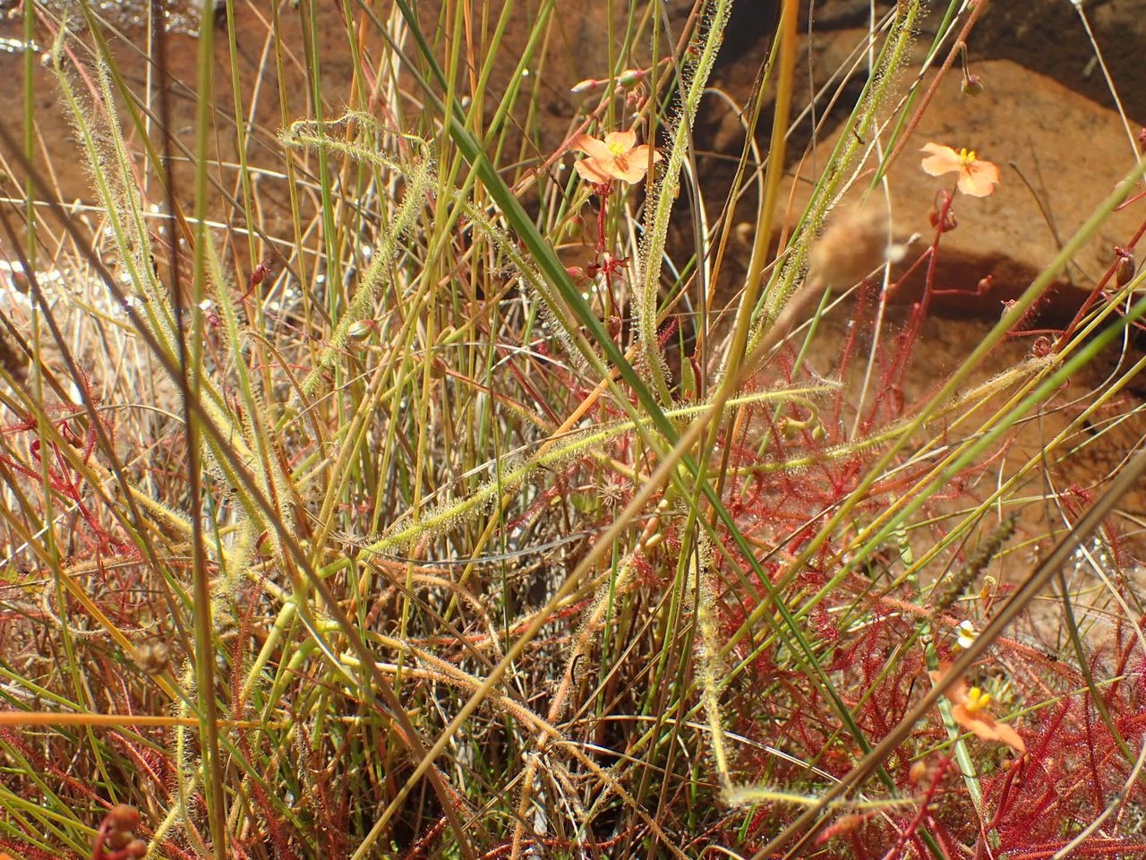 Drosera cucullata