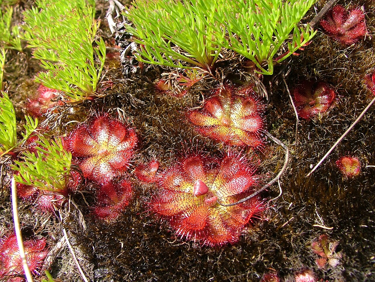 Drosera cuneifolia