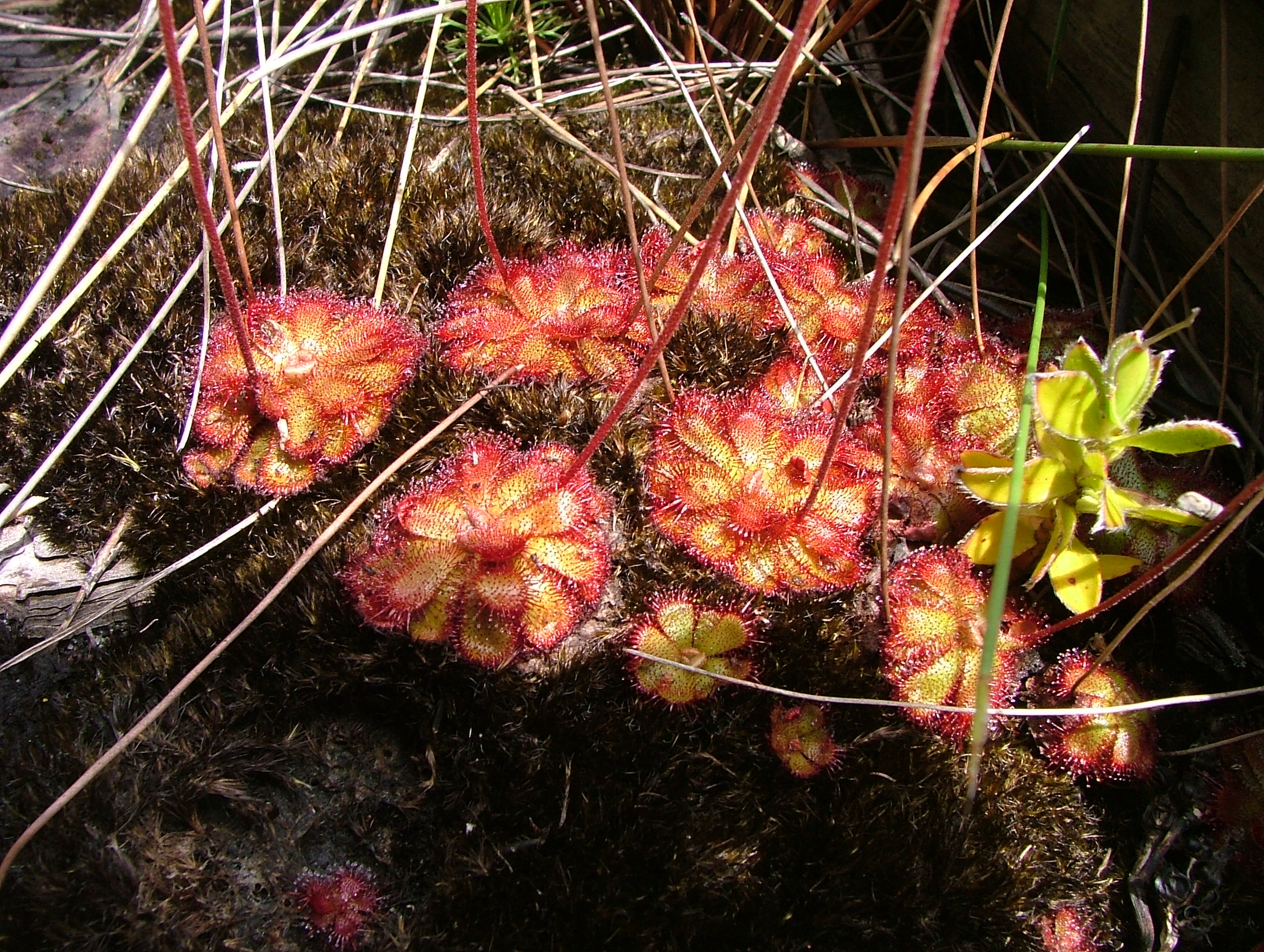 Drosera cuneifolia — el hábitat