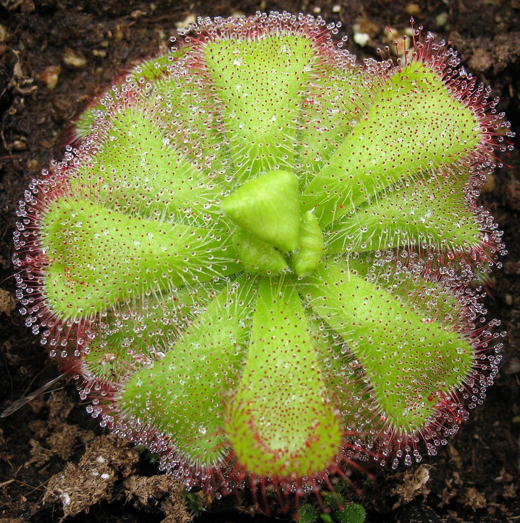 Drosera cuneifolia — la trampa de cerca