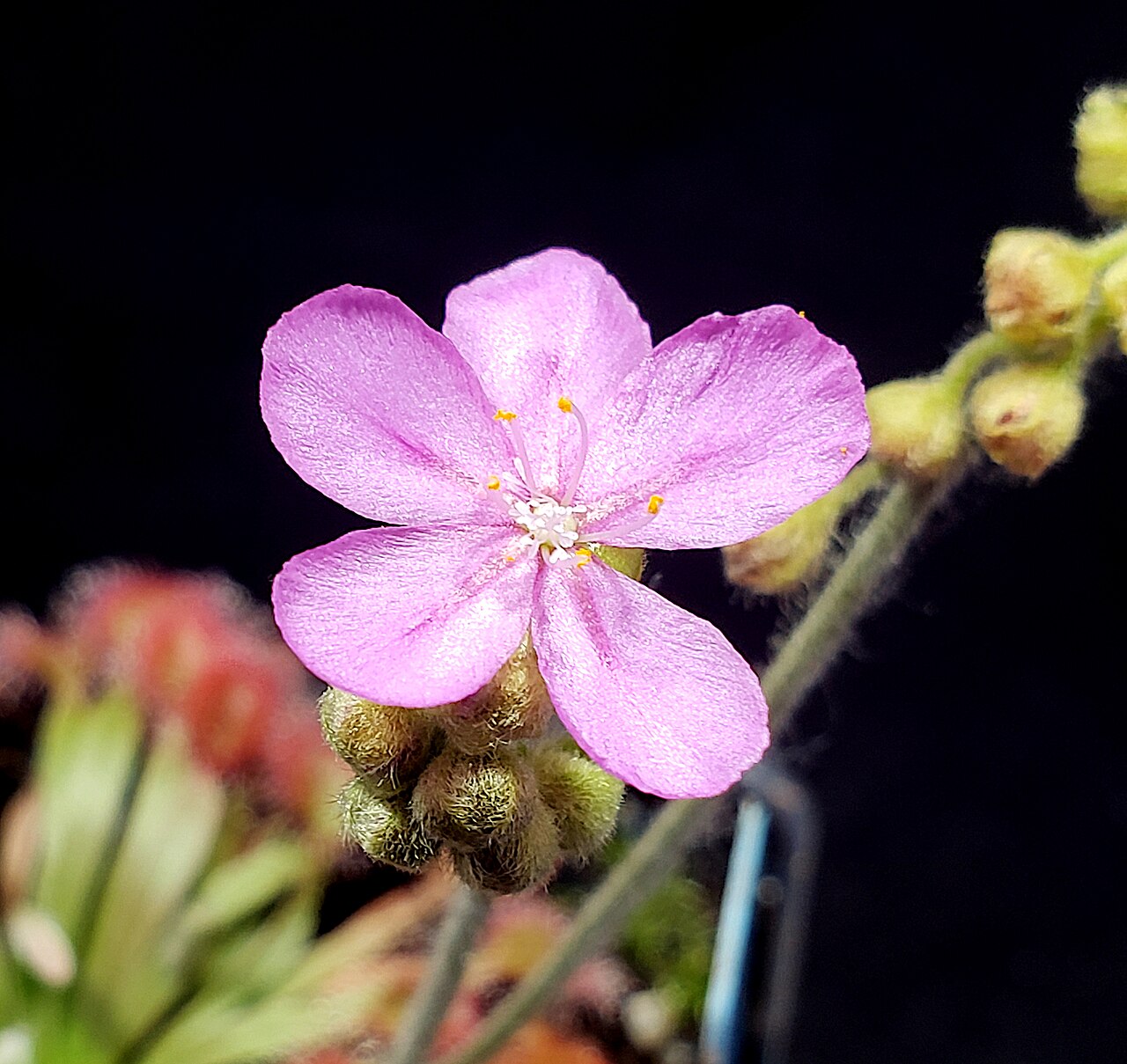Drosera darwinensis