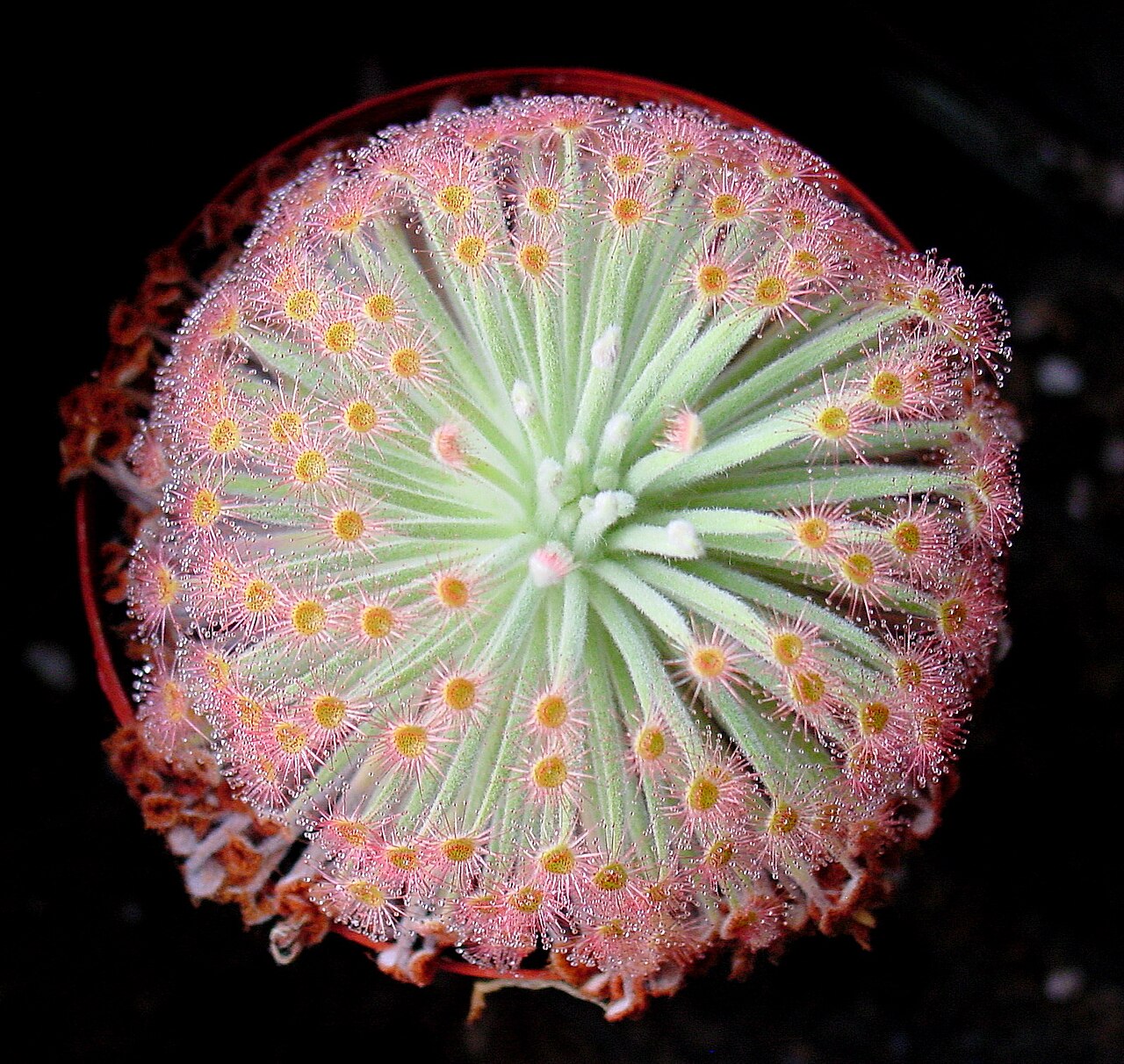 Drosera derbyensis