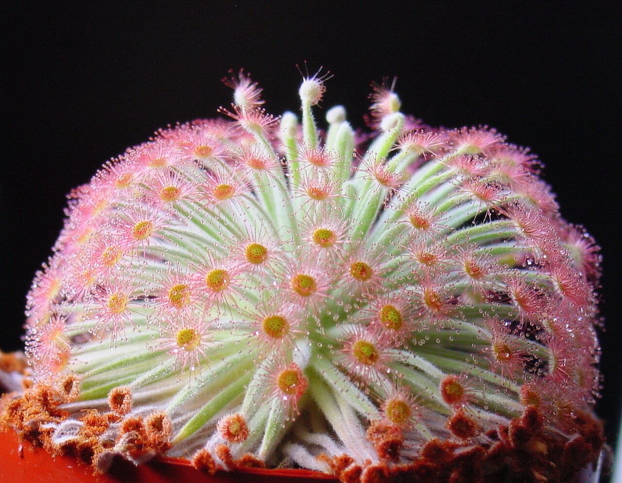 Drosera derbyensis — de val van dichtbij